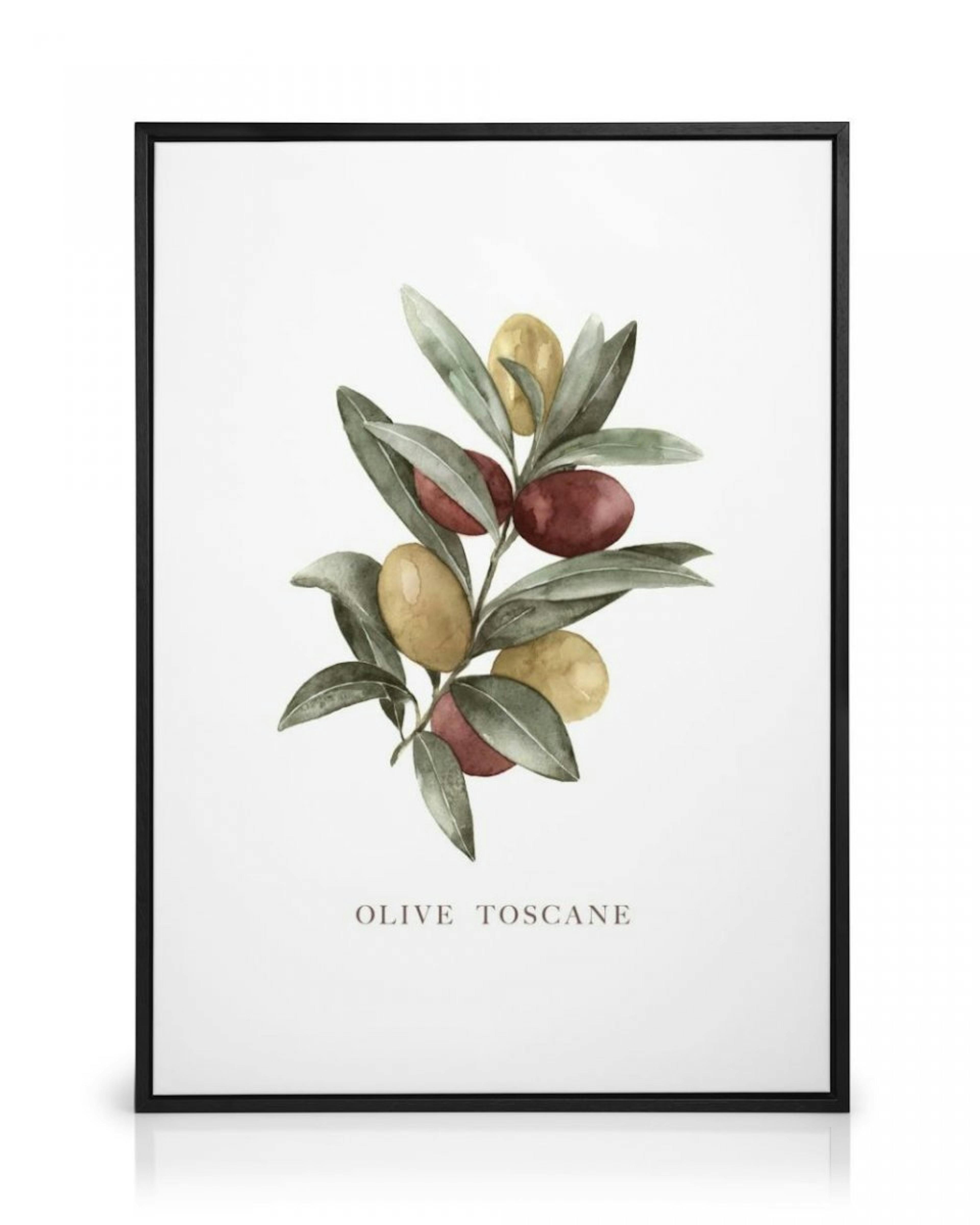 Olive Toscane Canvas Print thumbnail