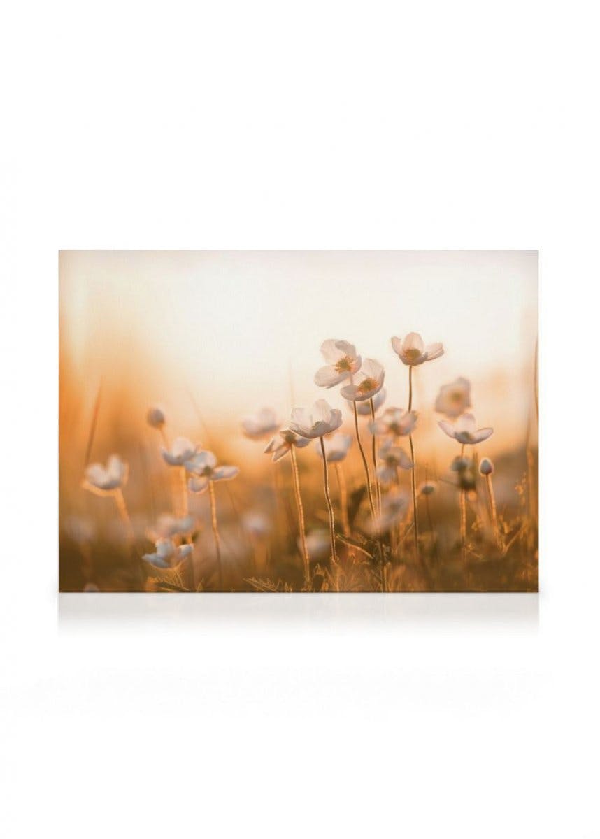 Lerretsbilder - Villblomster i solnedgang (50x70 cm - Eikeramme) - Poster Store