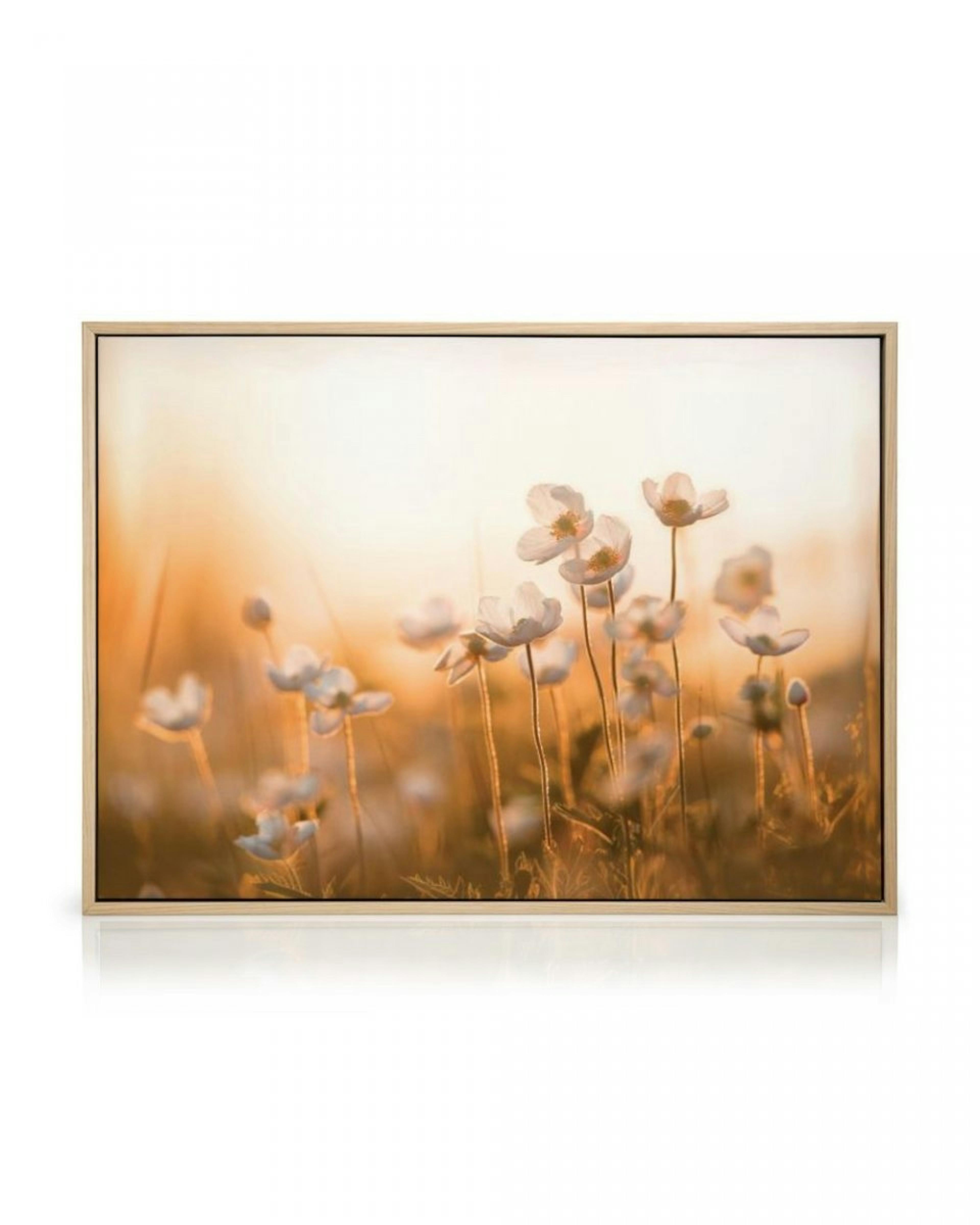 Wildflowers in Sunset Canvas Print thumbnail