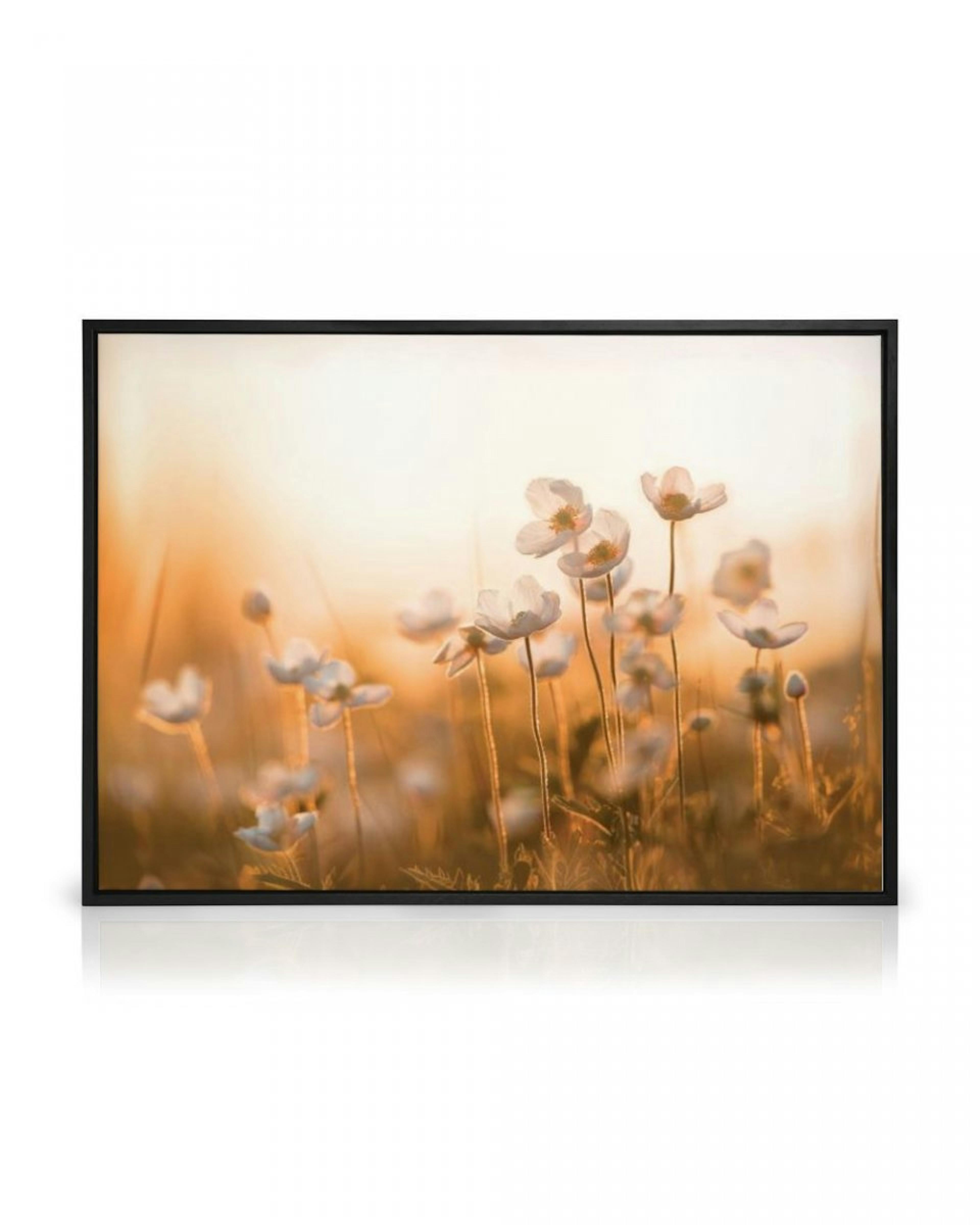 Wildflowers in Sunset Canvas Print thumbnail