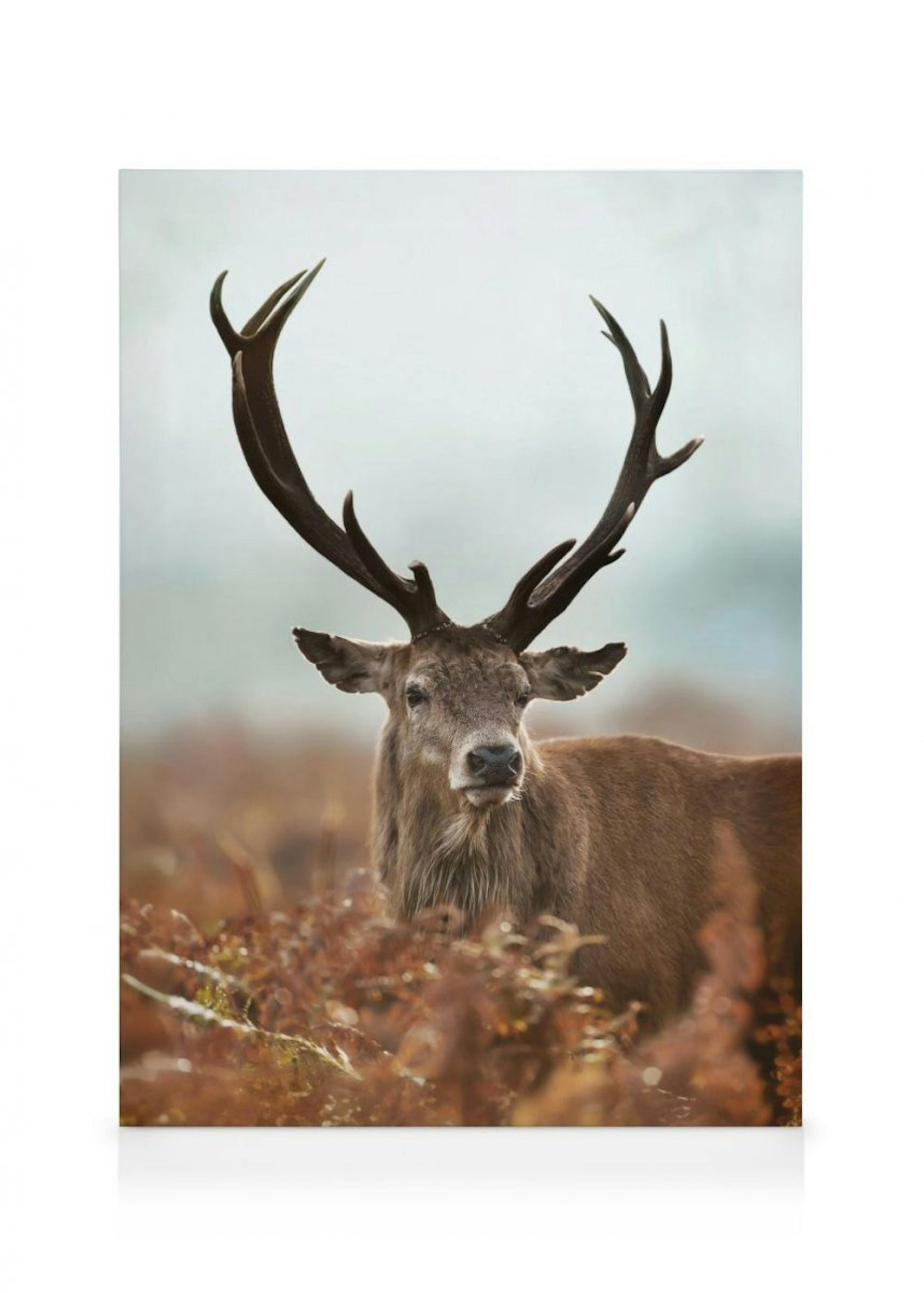 Forest Stag Canvas Print 0