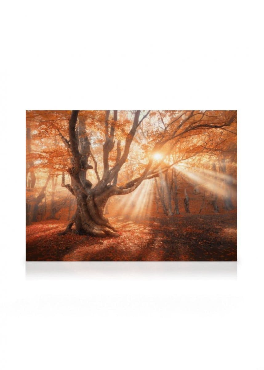 Albero e Sole Stampa su tela (70x100 cm - Cornice in rovere) - Poster Store