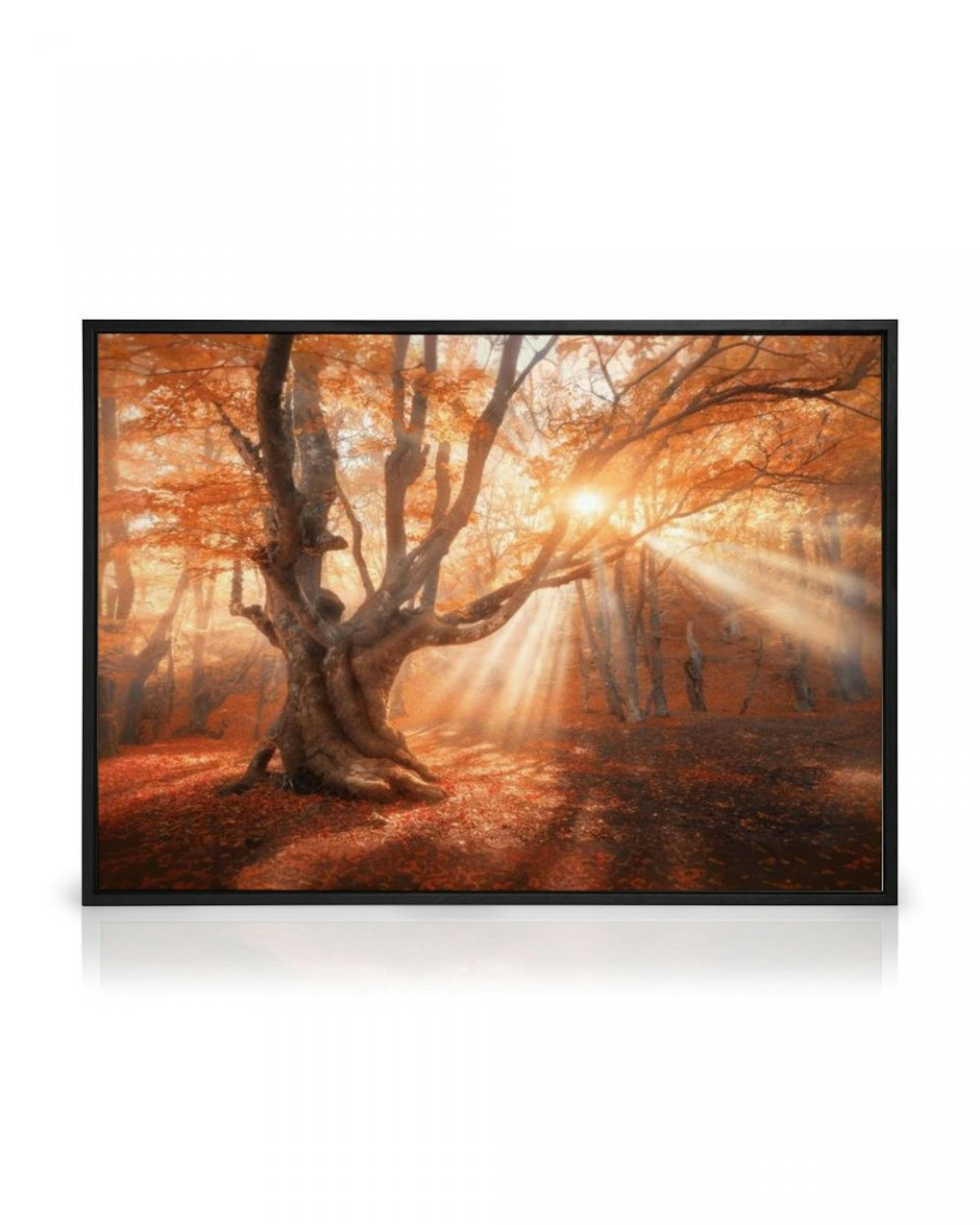 Zonneschijn Door Boom Canvas thumbnail