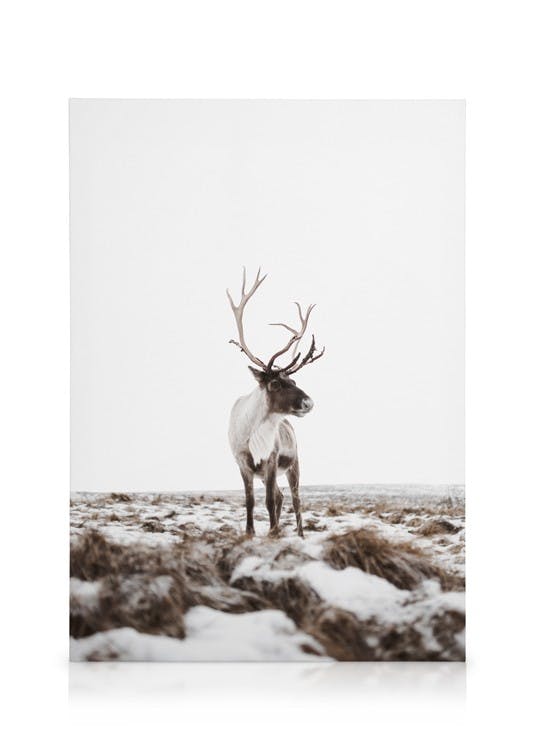 Reindeer Toile (30x40 cm - Cadre de chêne) - Poster Store