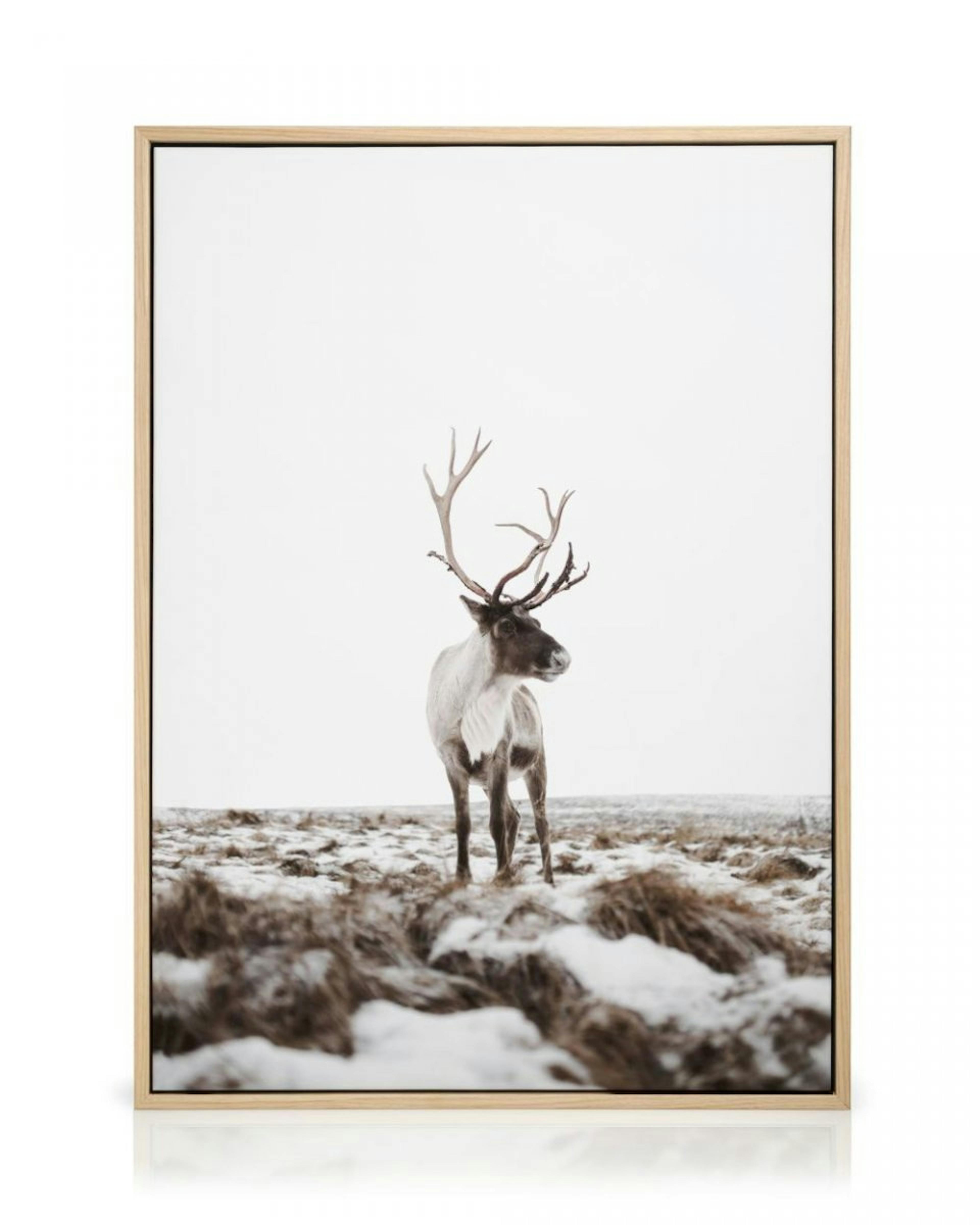 Reindeer Obraz na płótnie thumbnail
