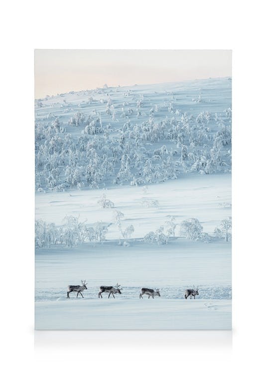 Snowscape Reindeers Lienzo (50x70 cm - Marco de roble) - Poster Store