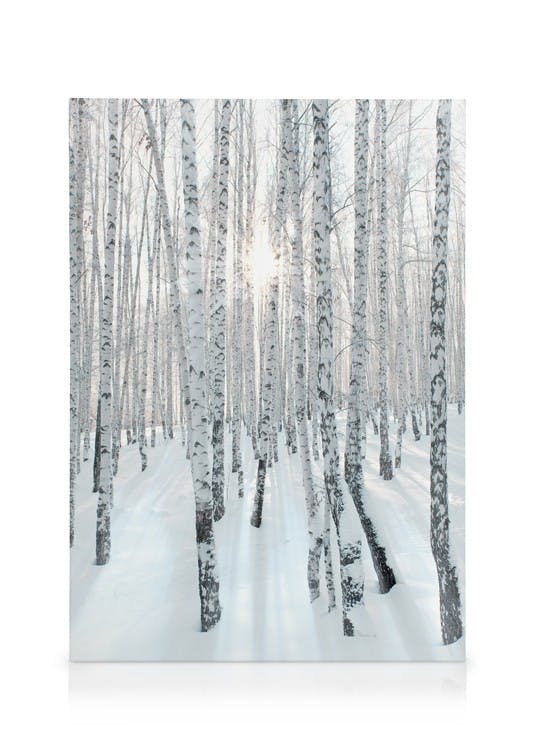 Canvastavlor - Snowy Birch Forest Canvas (50 x 70 cm - Svart ram) - Poster Store
