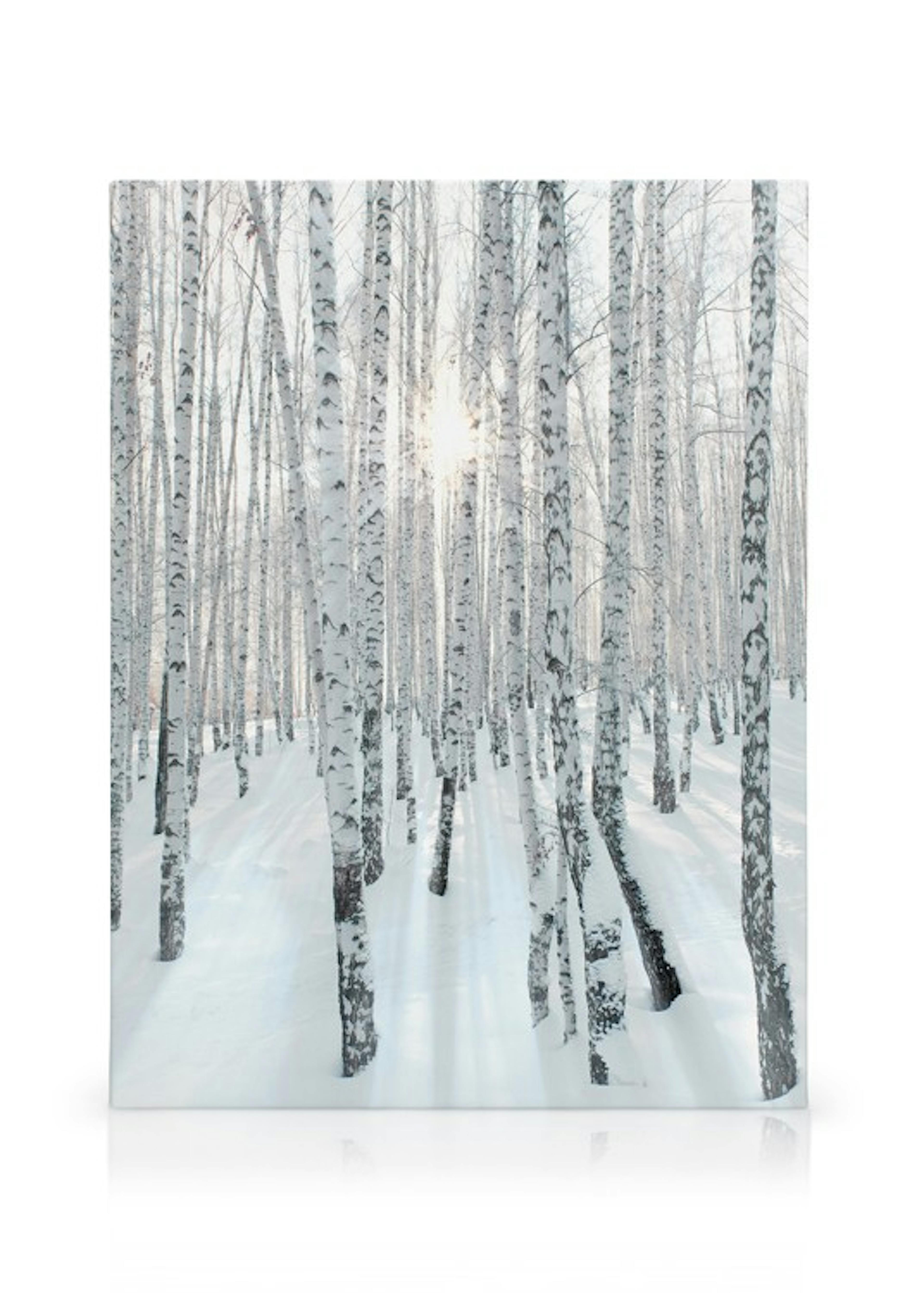 Snowy Birch Forest Canvas thumbnail