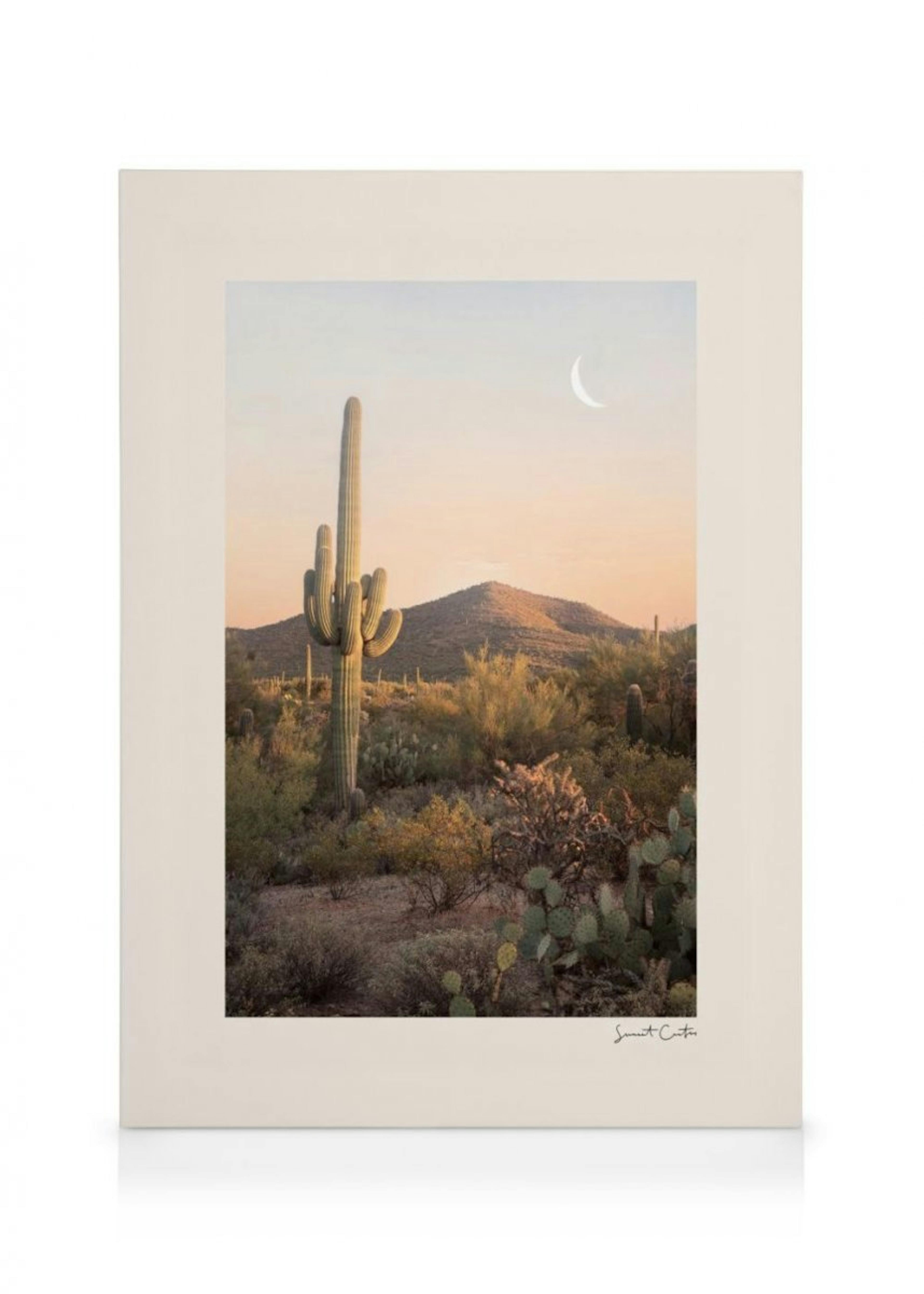 Cactus Sunset Canvas Print 0