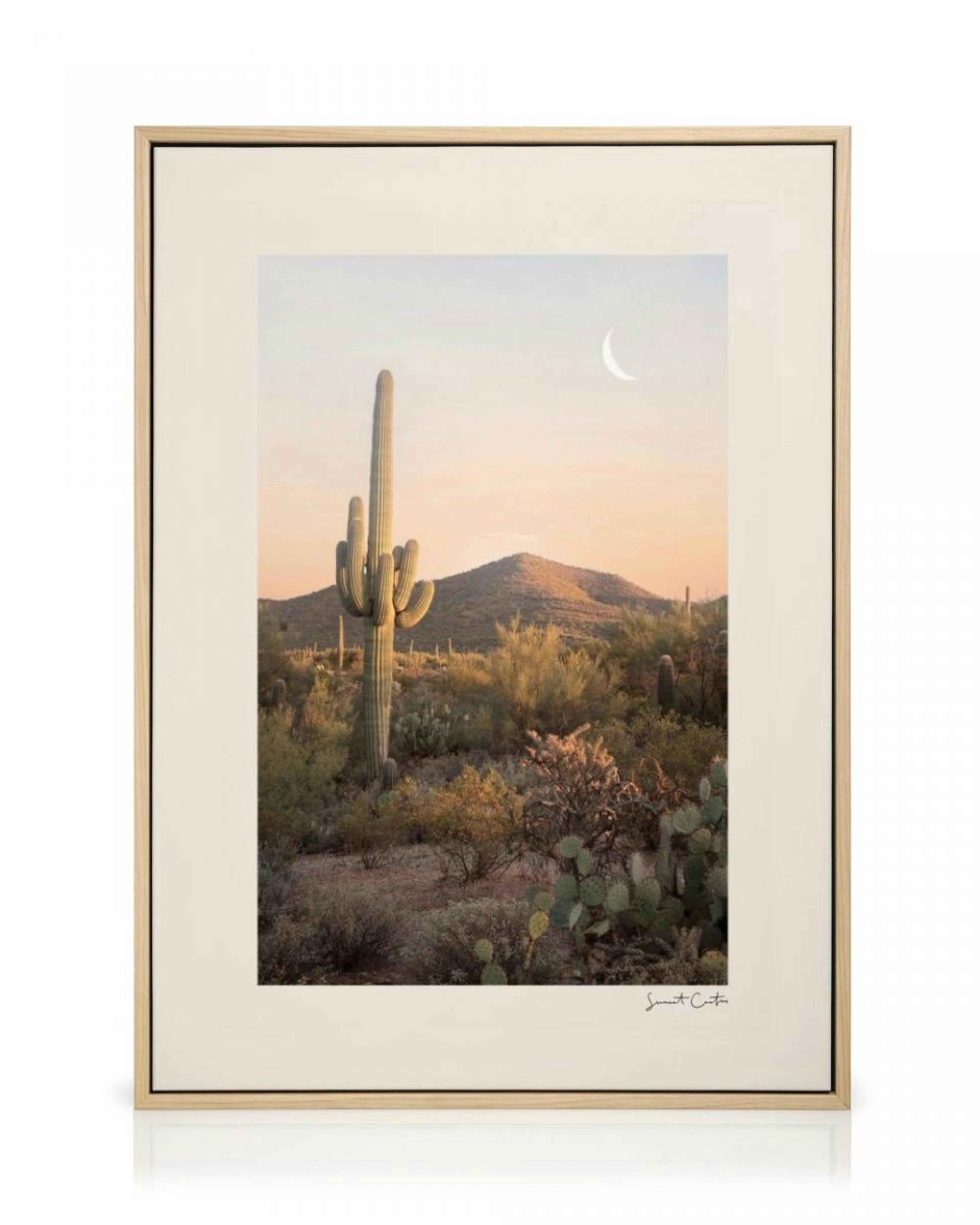 Cactus Sunset Canvas Print thumbnail