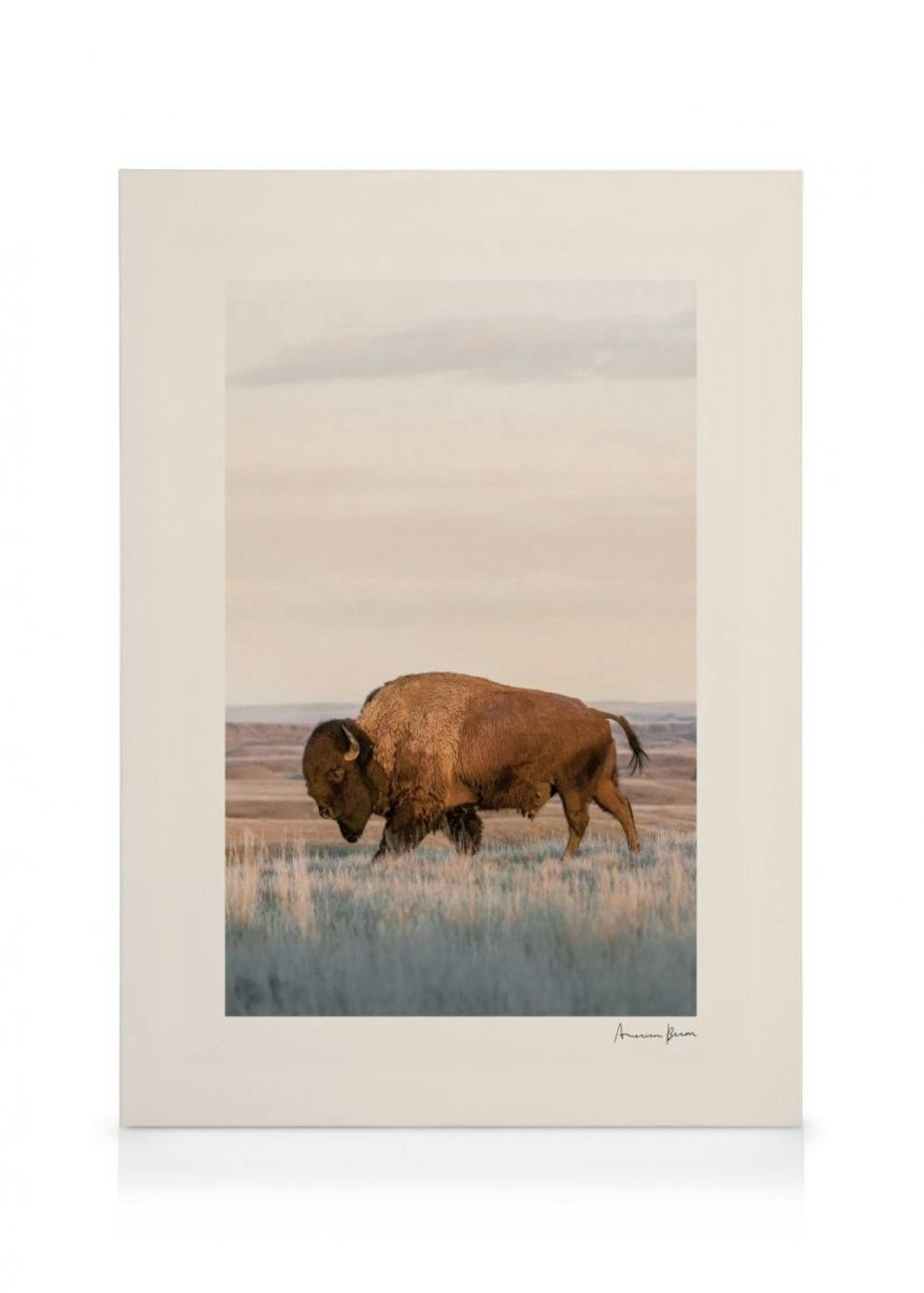 American Bison Canvas Print 0