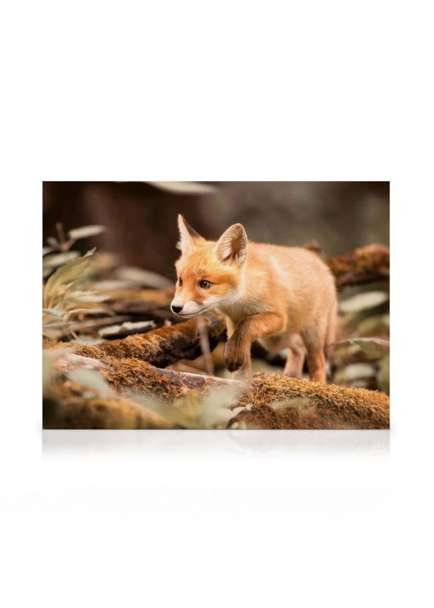 Bosvos Canvas (70x100 cm - Fotolijst Zwart) - Poster Store