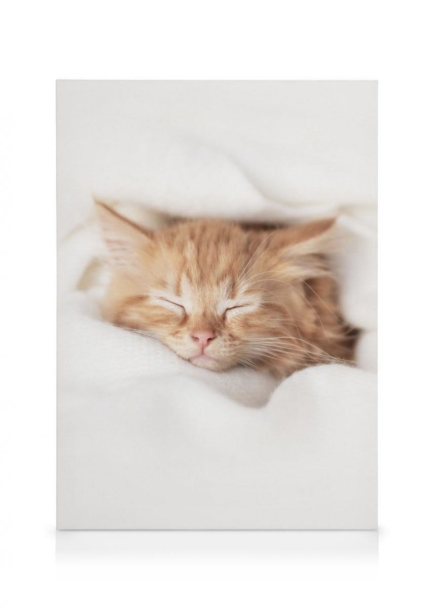 Sleepy Kitten Canvas (30x40 cm - Fotolijst Zwart) - Poster Store