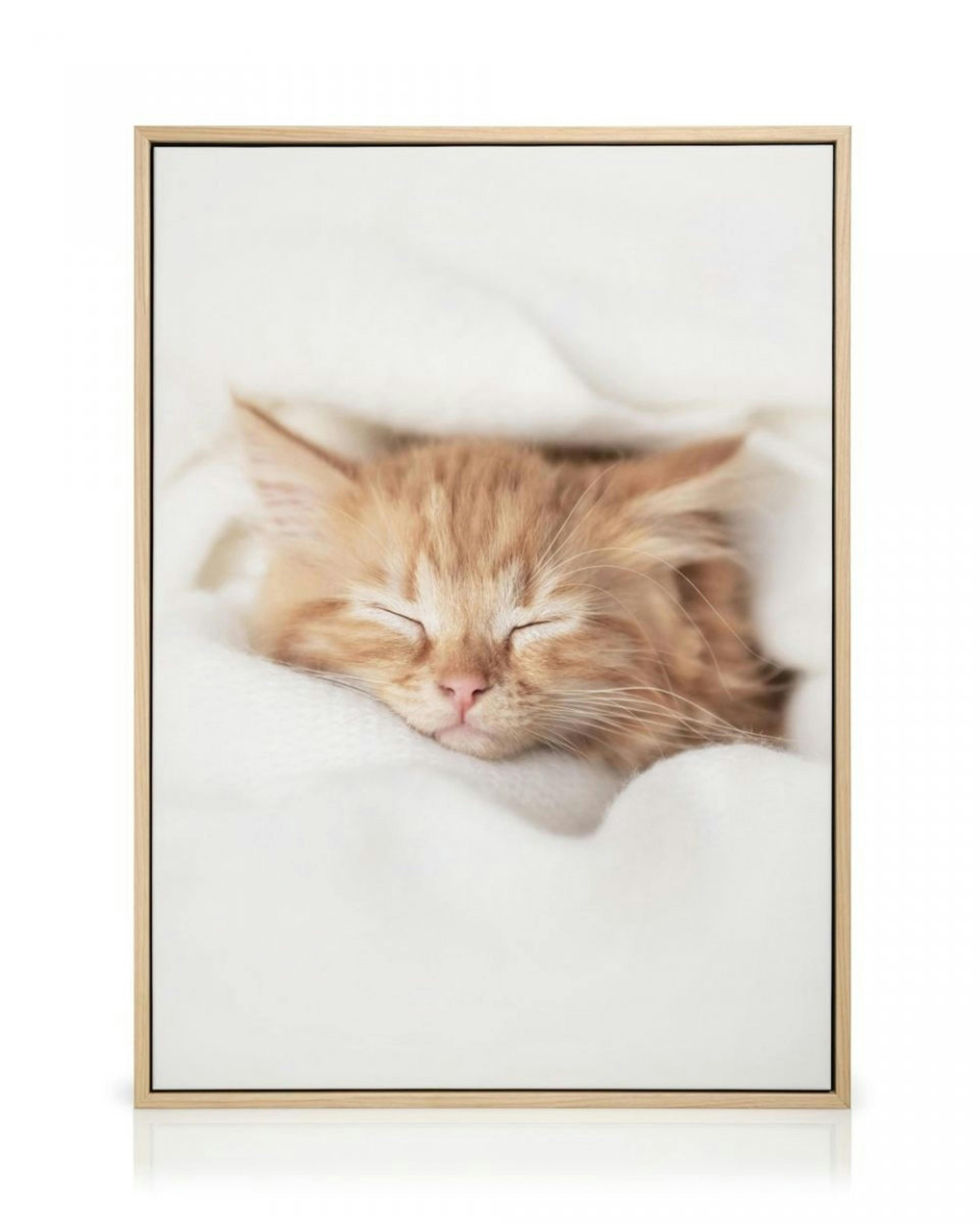 Sleepy Kitten Canvas thumbnail
