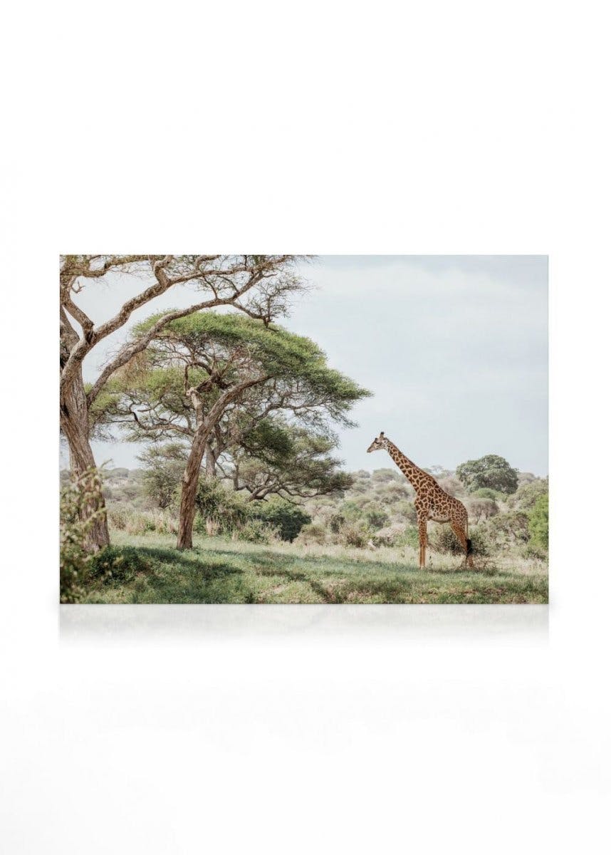 Canvas Prints - Giraffe in Landscape Canvas print (50x70 cm - Oak Frame) - Poster Store