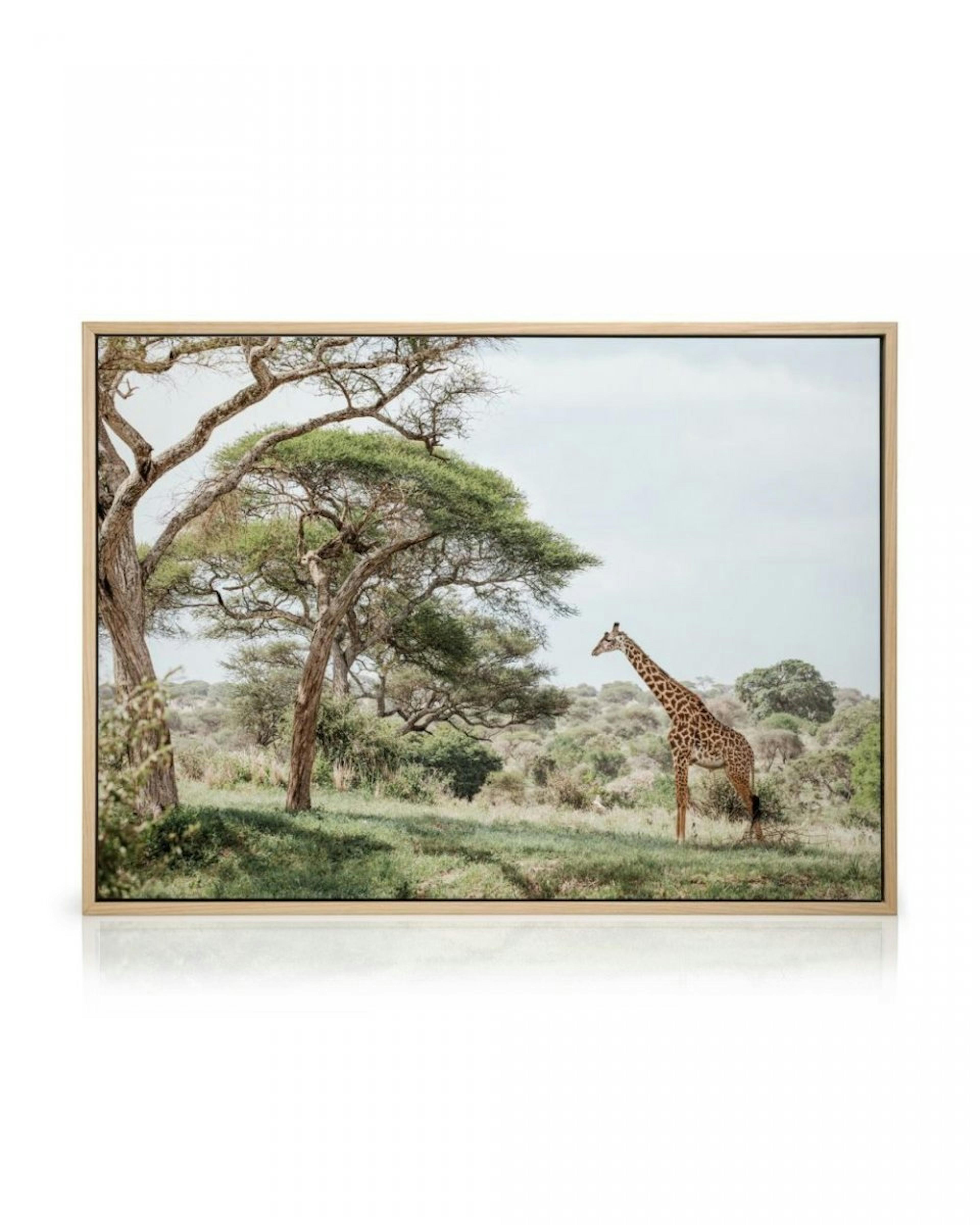 Giraffe in Landscape Lærred thumbnail