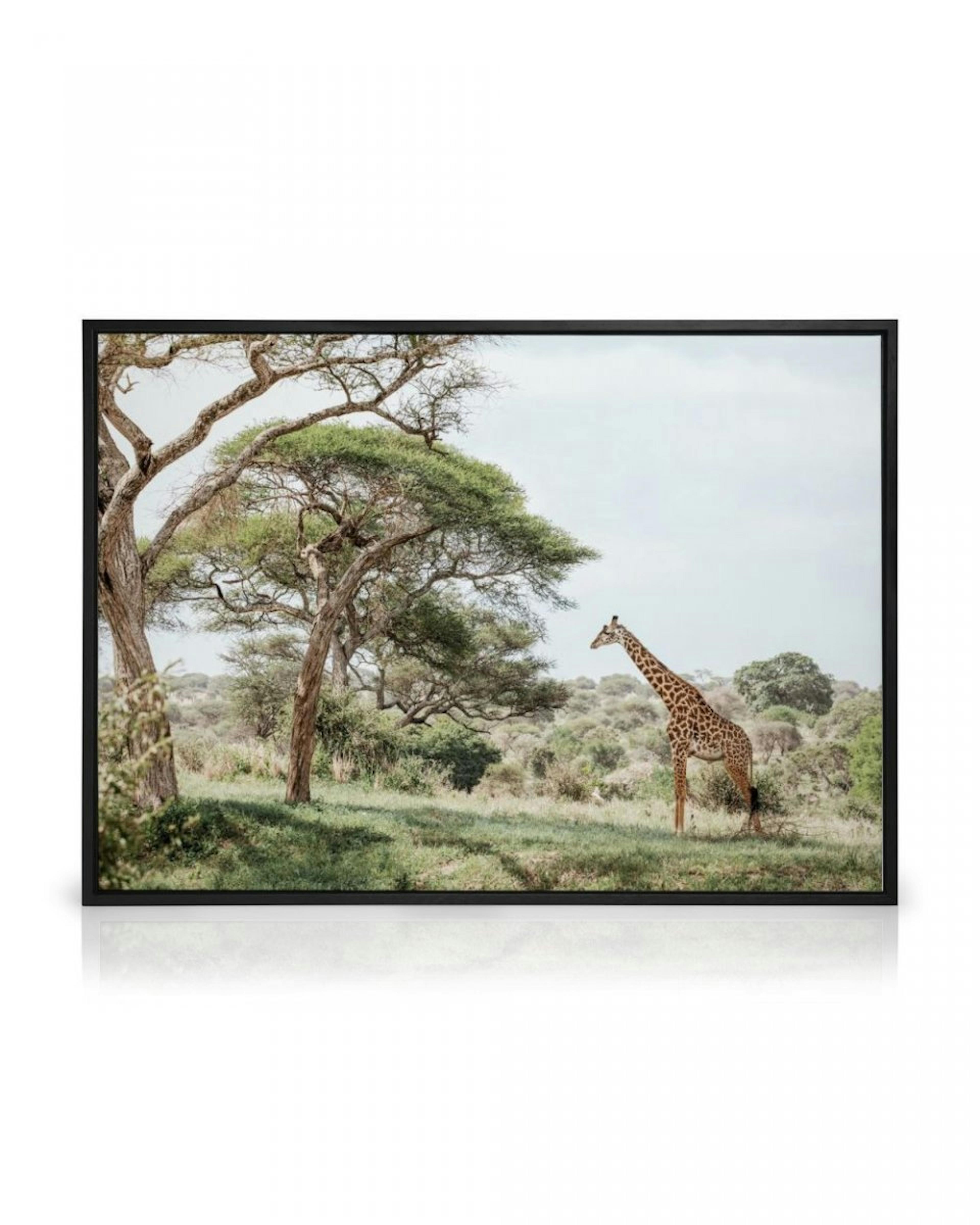Giraffe in Landscape Obraz na plátně thumbnail
