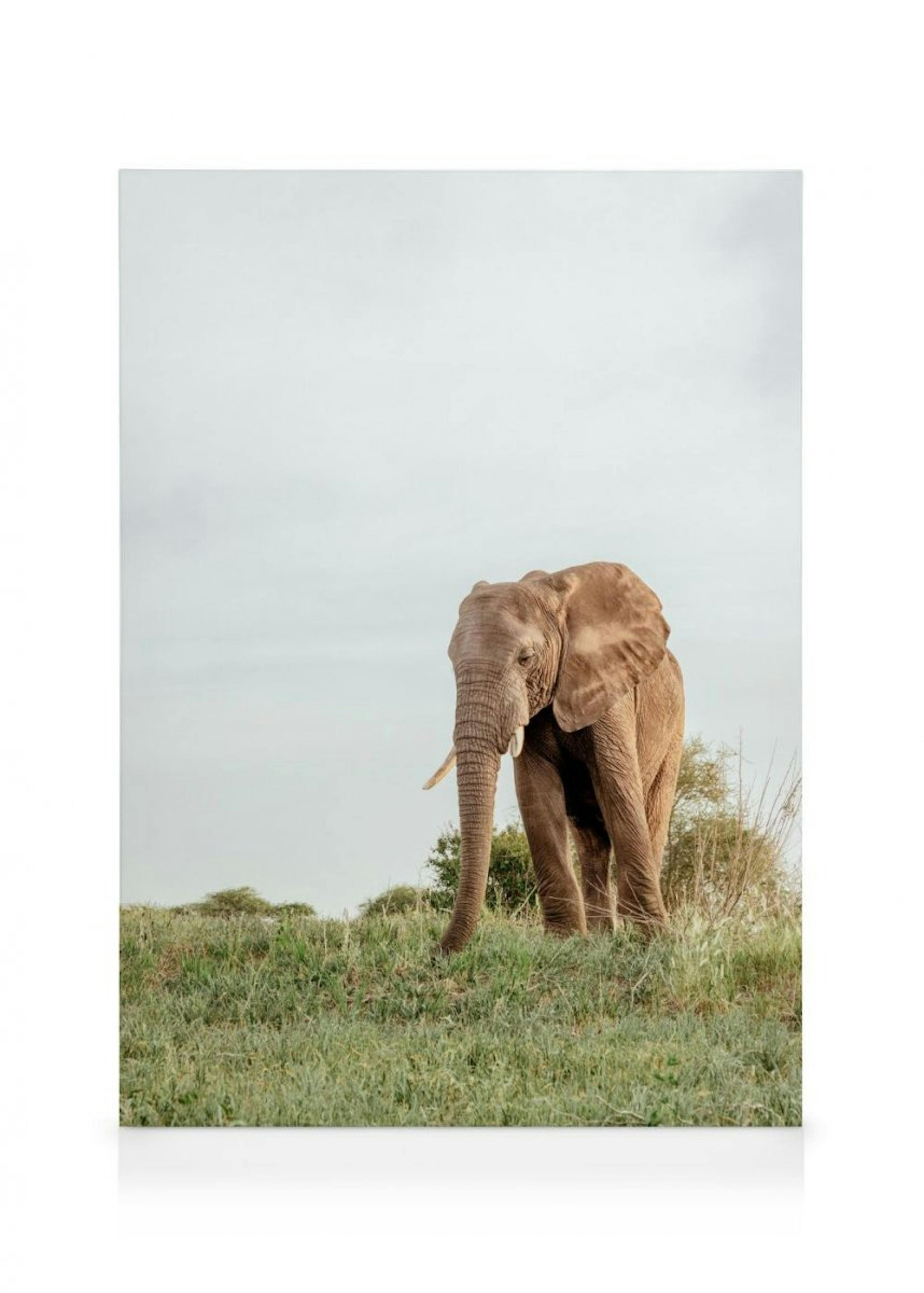 Safari Elephant Lærred thumbnail