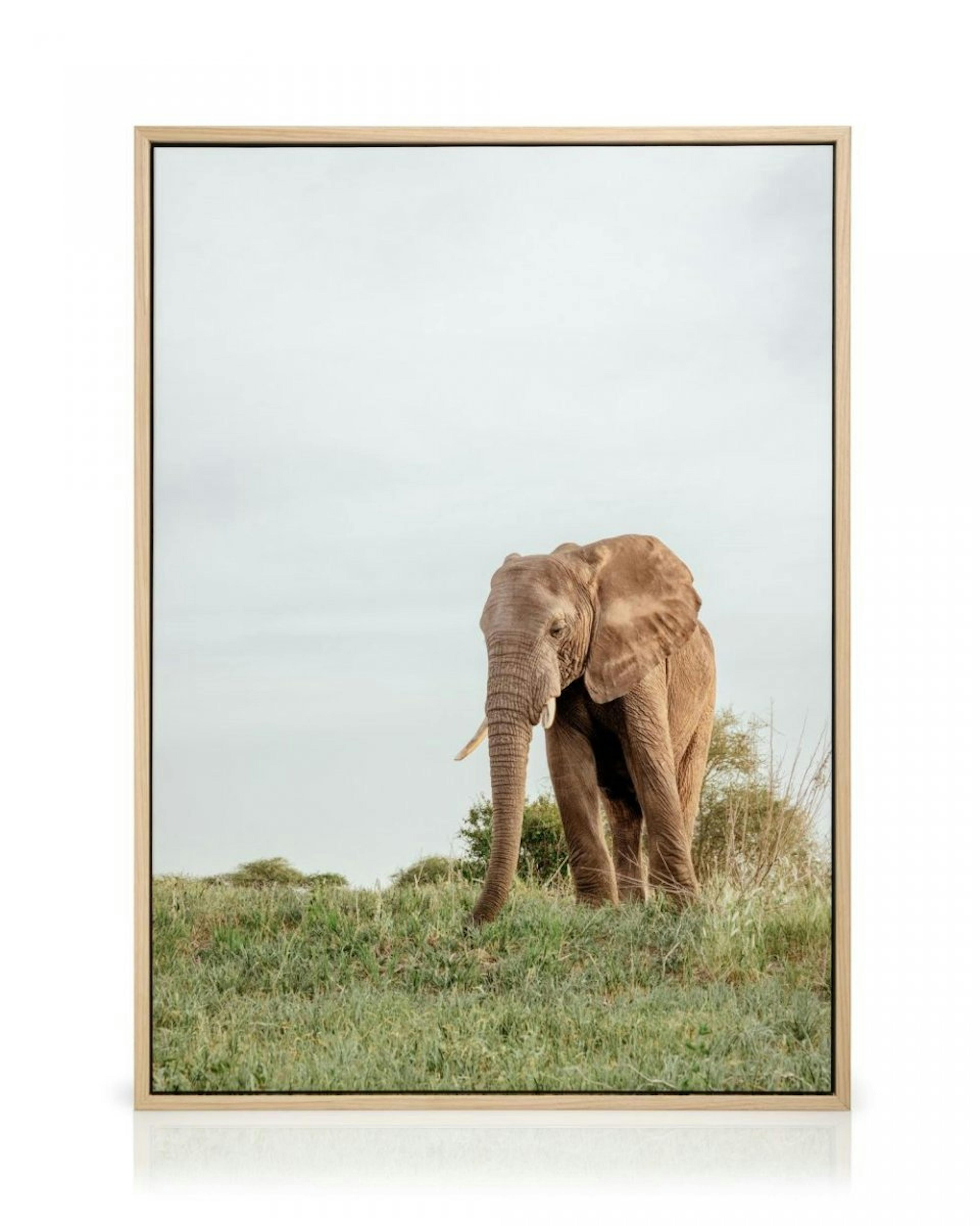 Safari Elephant Obraz na plátně thumbnail