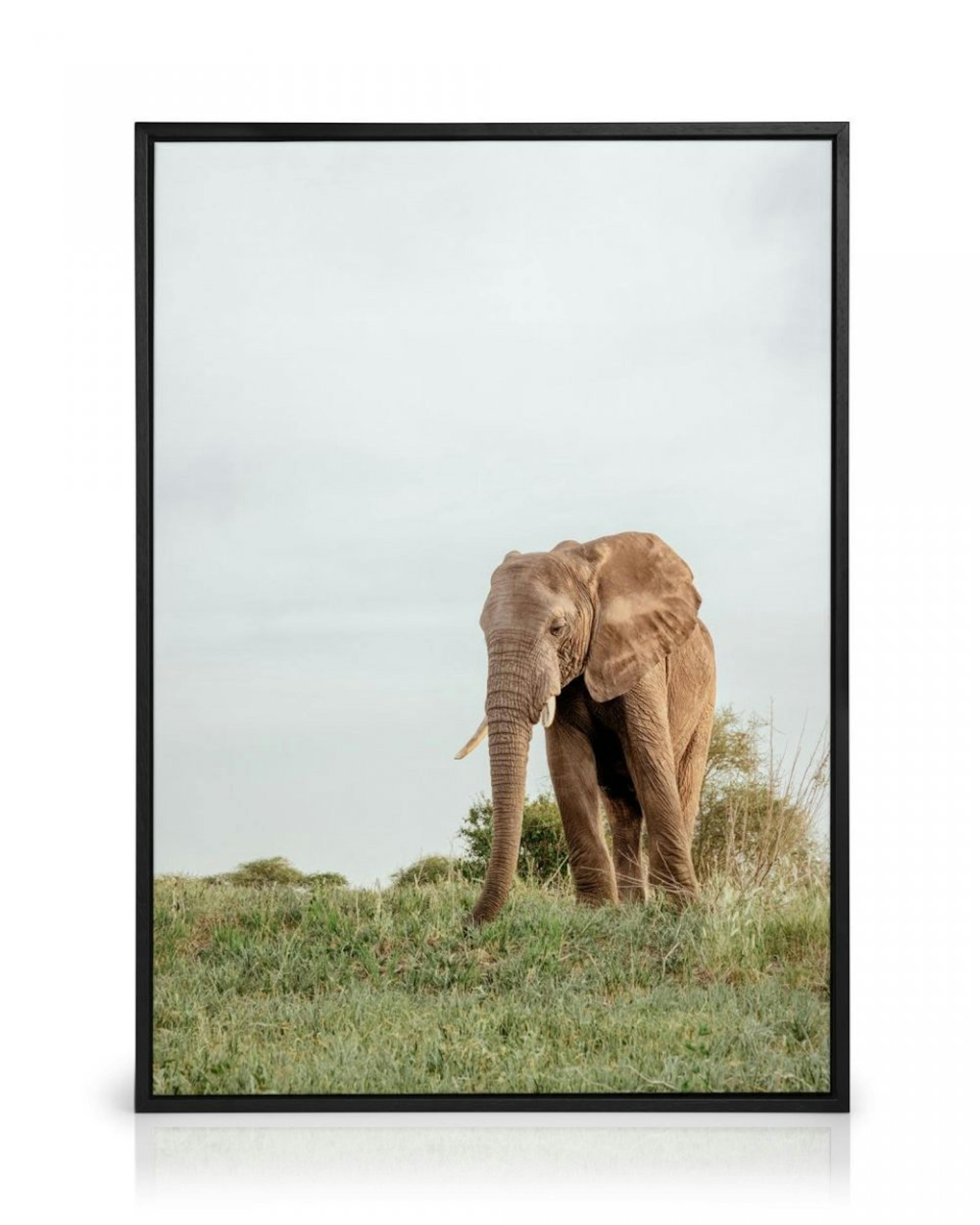 Safari Elephant Obraz na płótnie thumbnail