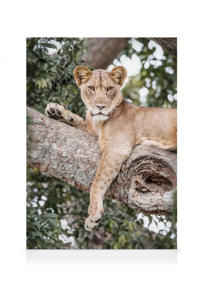 Canvas Prints - Relaxing Lioness Canvas print (70x100 cm - Black Frame) - Poster Store