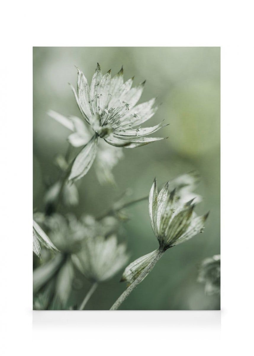 Blooming in Green Canvas (50x70 cm - Fotolijst Zwart) - Poster Store