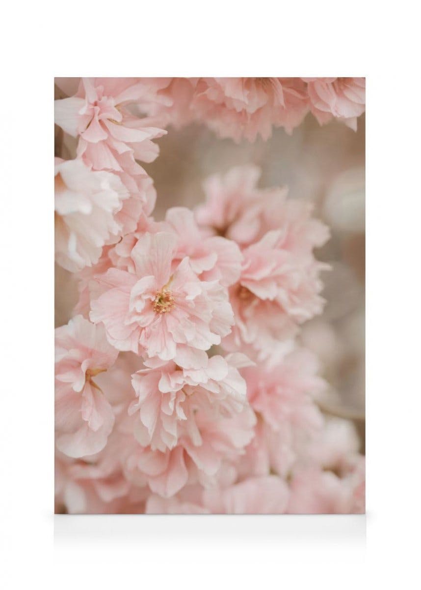 Toile Fleurs de cerisier roses (70x100 cm - Cadre noir) - Poster Store