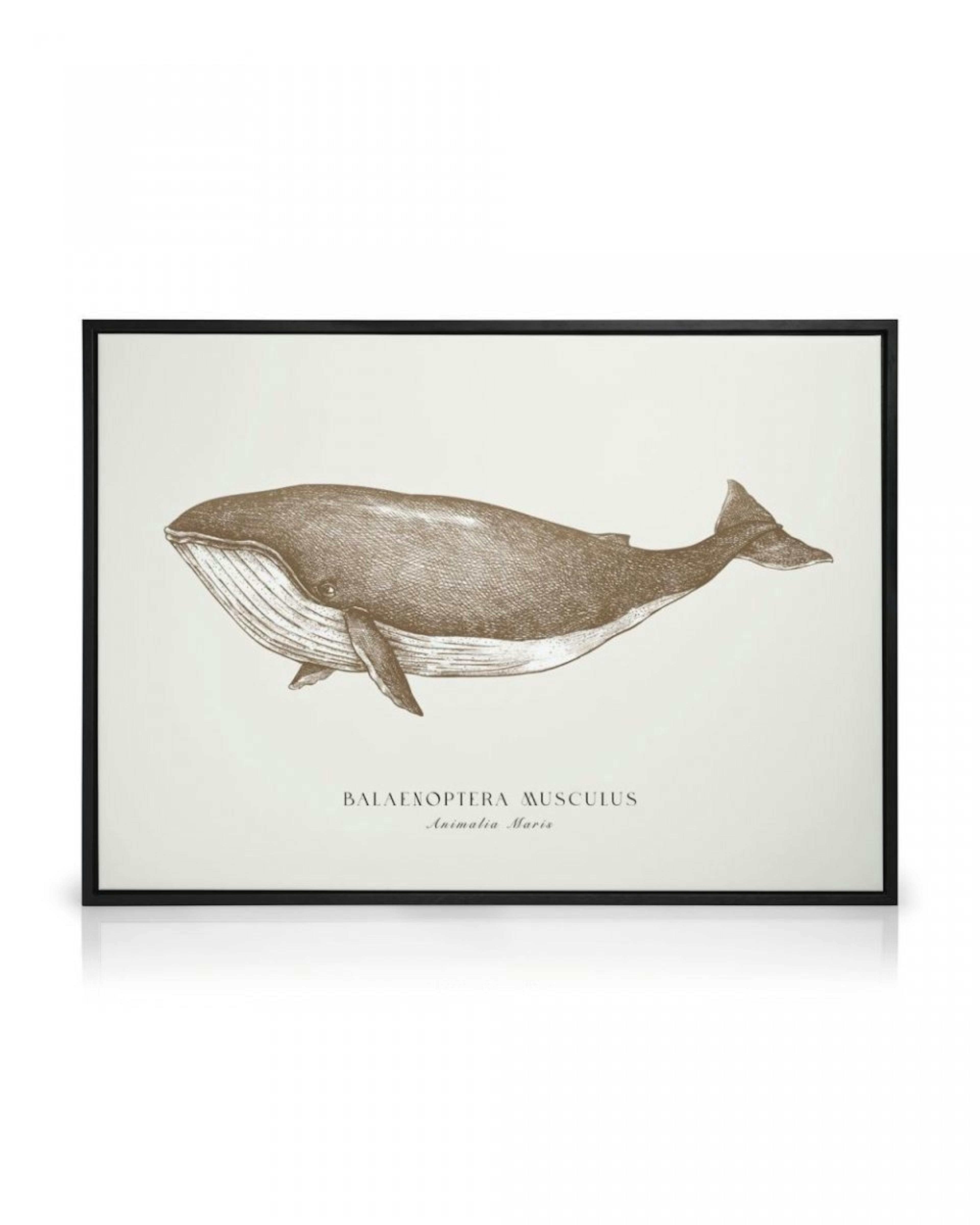 Blue Whale Canvas print thumbnail