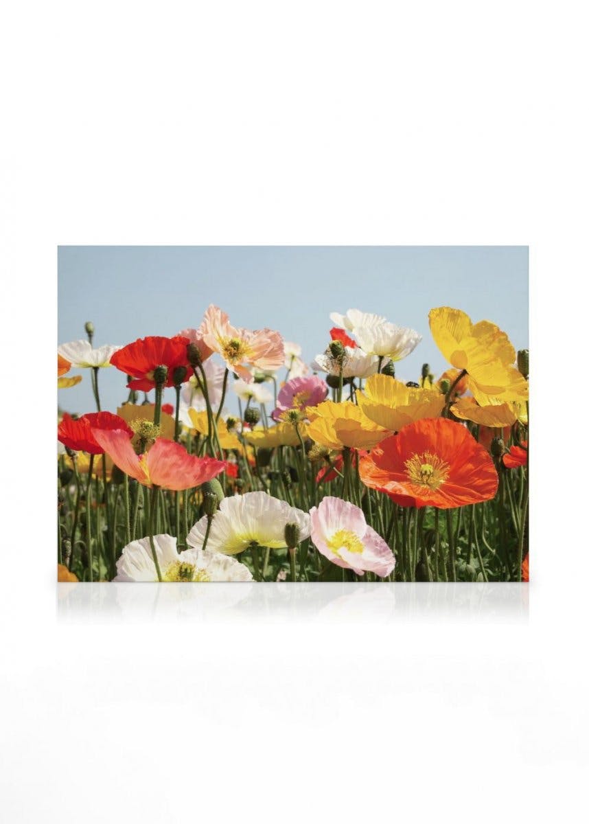 Field of Flowers Obraz na płótnie (50x70 cm - Ramka dębowa) - Poster Store