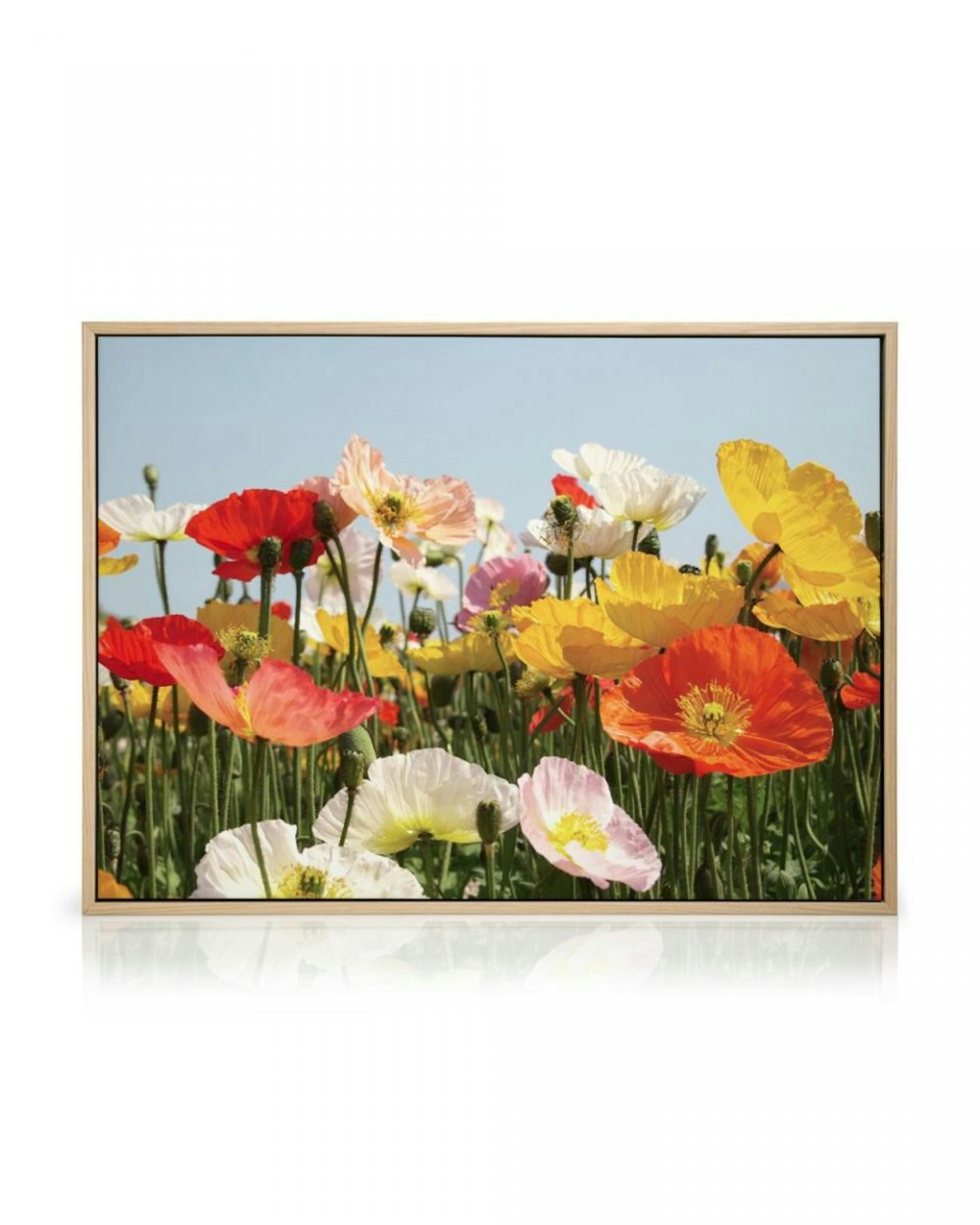 Field of Flowers Canvas thumbnail