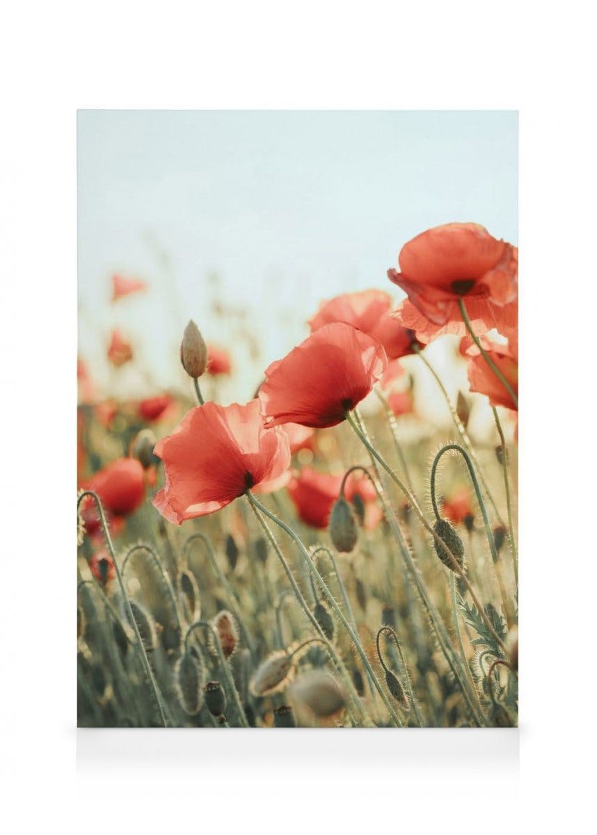 Field of Poppies Canvas (30x40 cm) - Poster Store