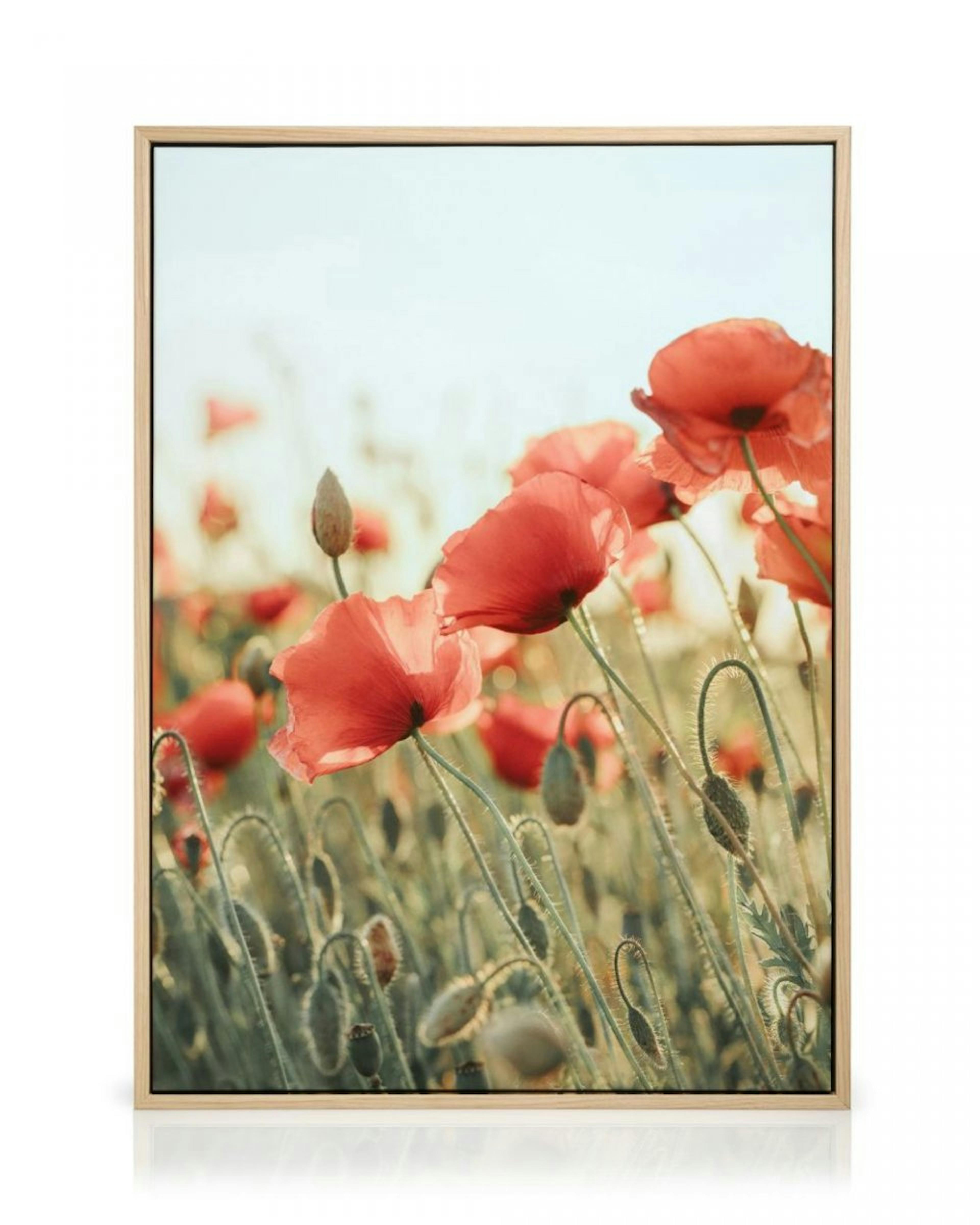 Field of Poppies Obraz na plátně thumbnail