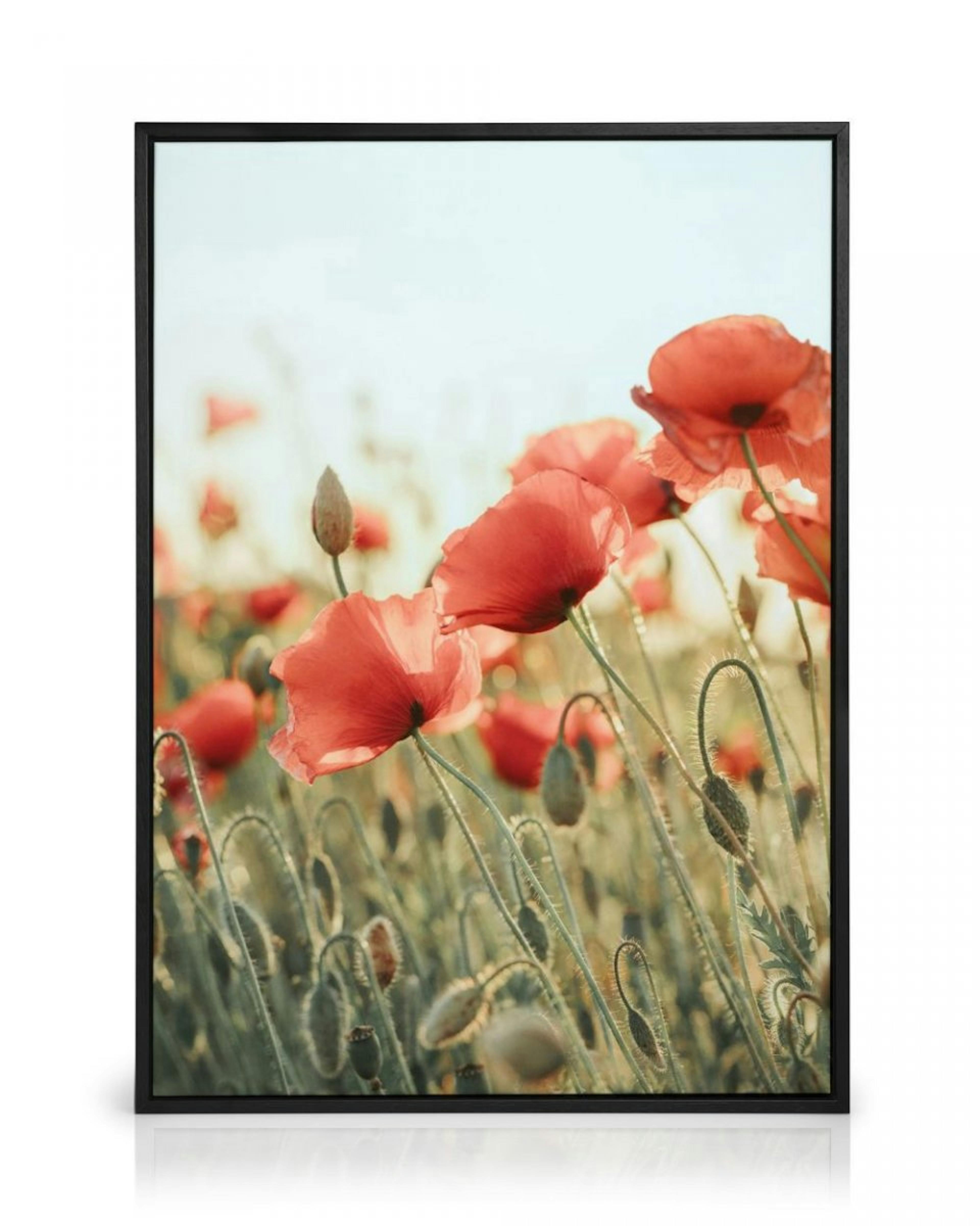 Field of Poppies Stampa su Tela thumbnail