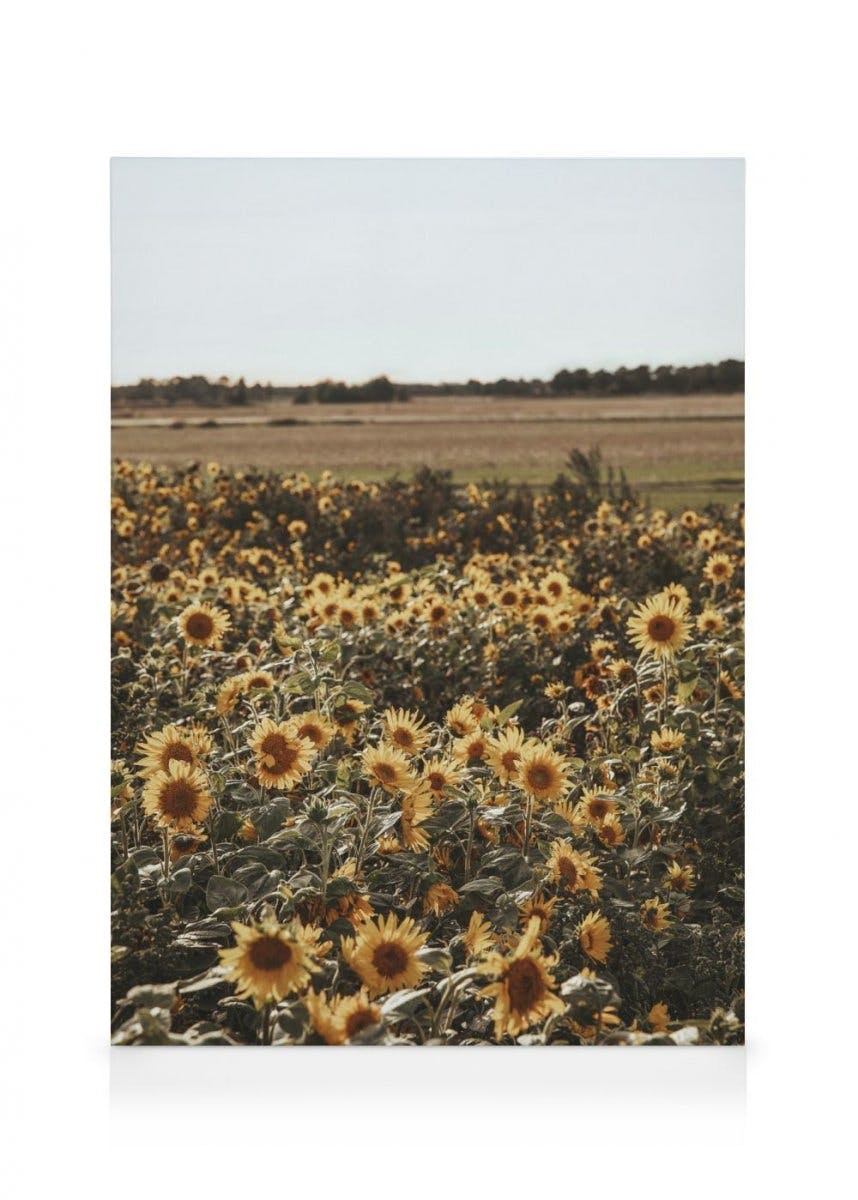 Field of Sunflowers Stampa su Tela (30x40 cm - Cornice in nero) - Poster Store