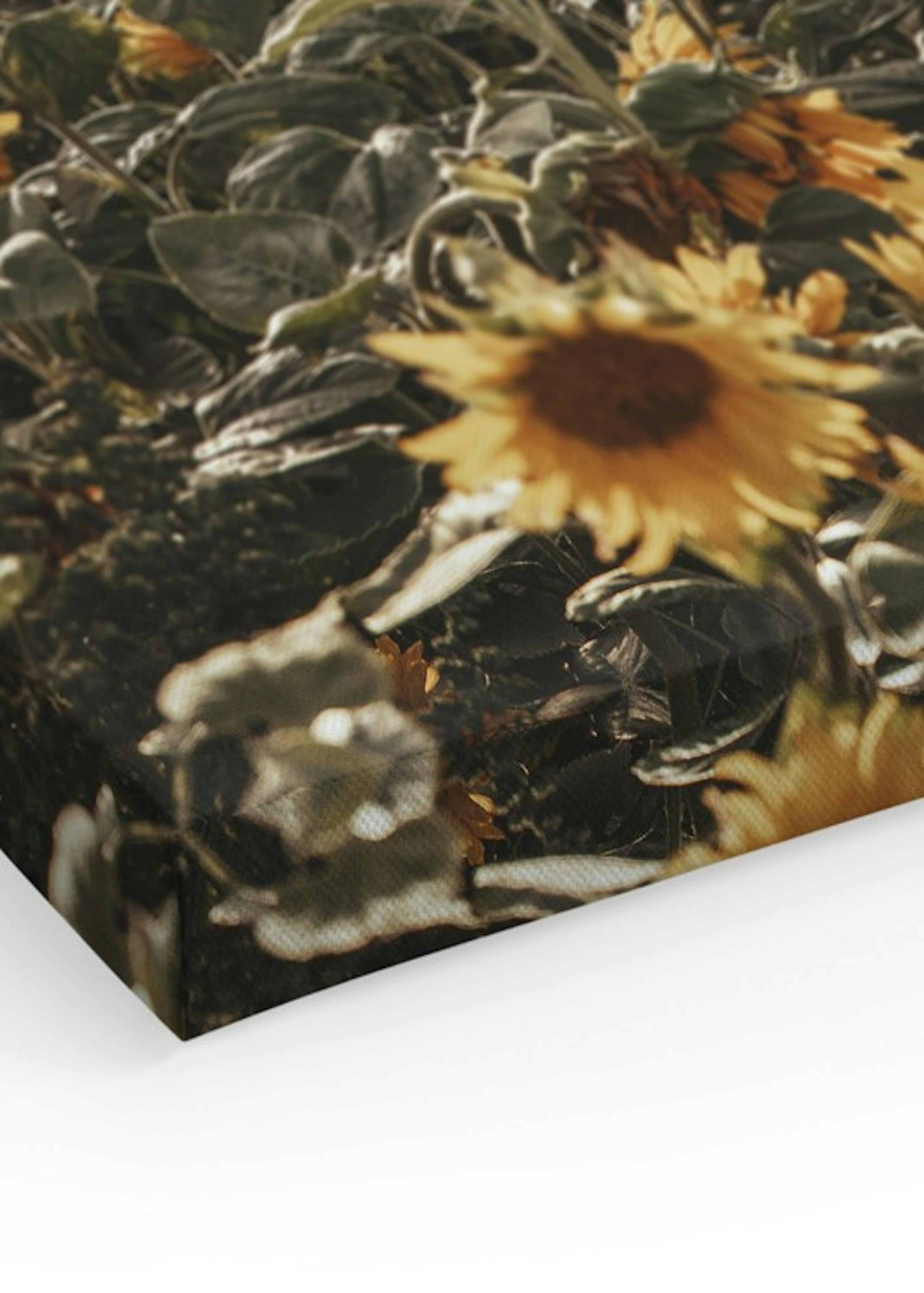 Field of Sunflowers Canvas print thumbnail