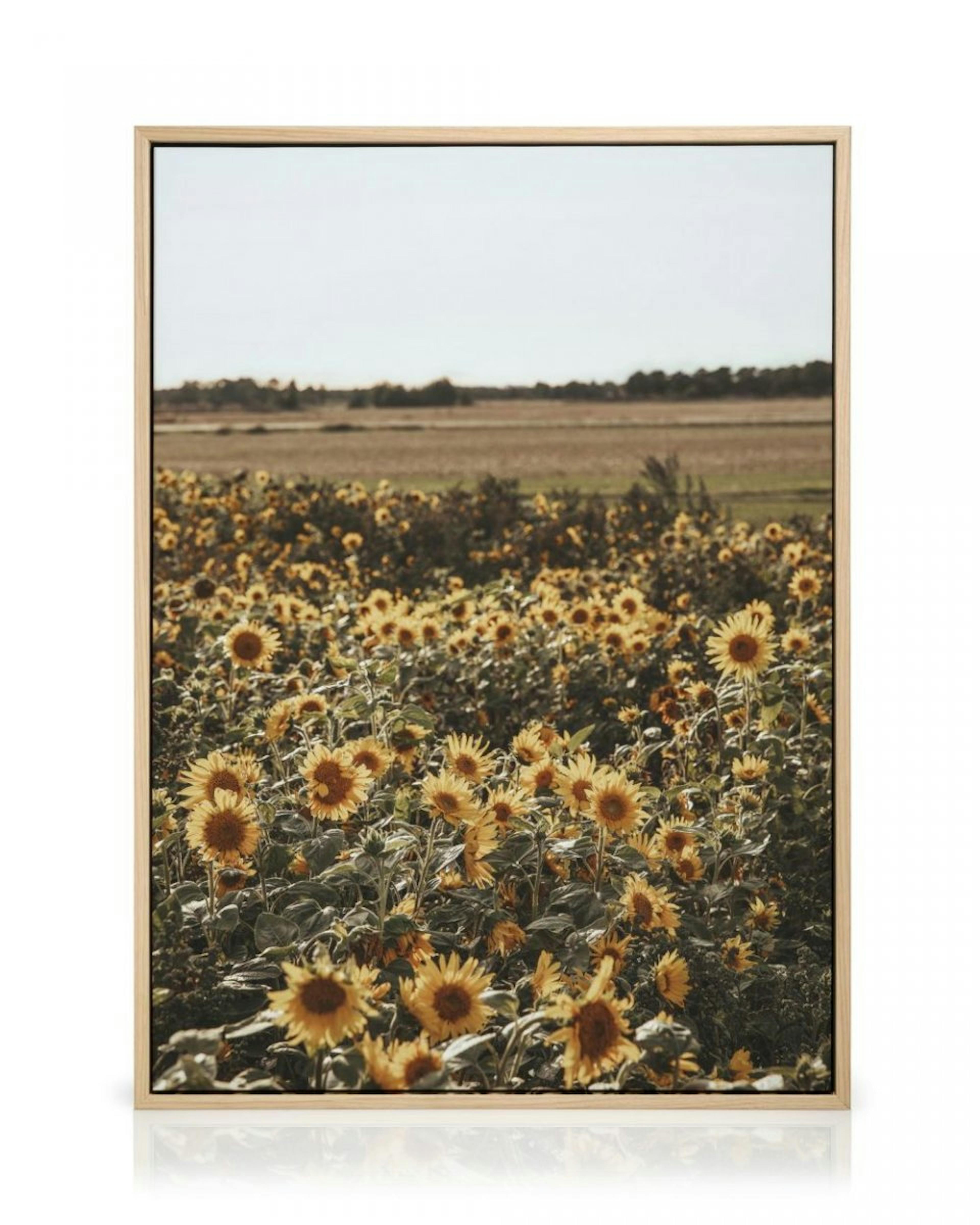 Field of Sunflowers Lærred thumbnail