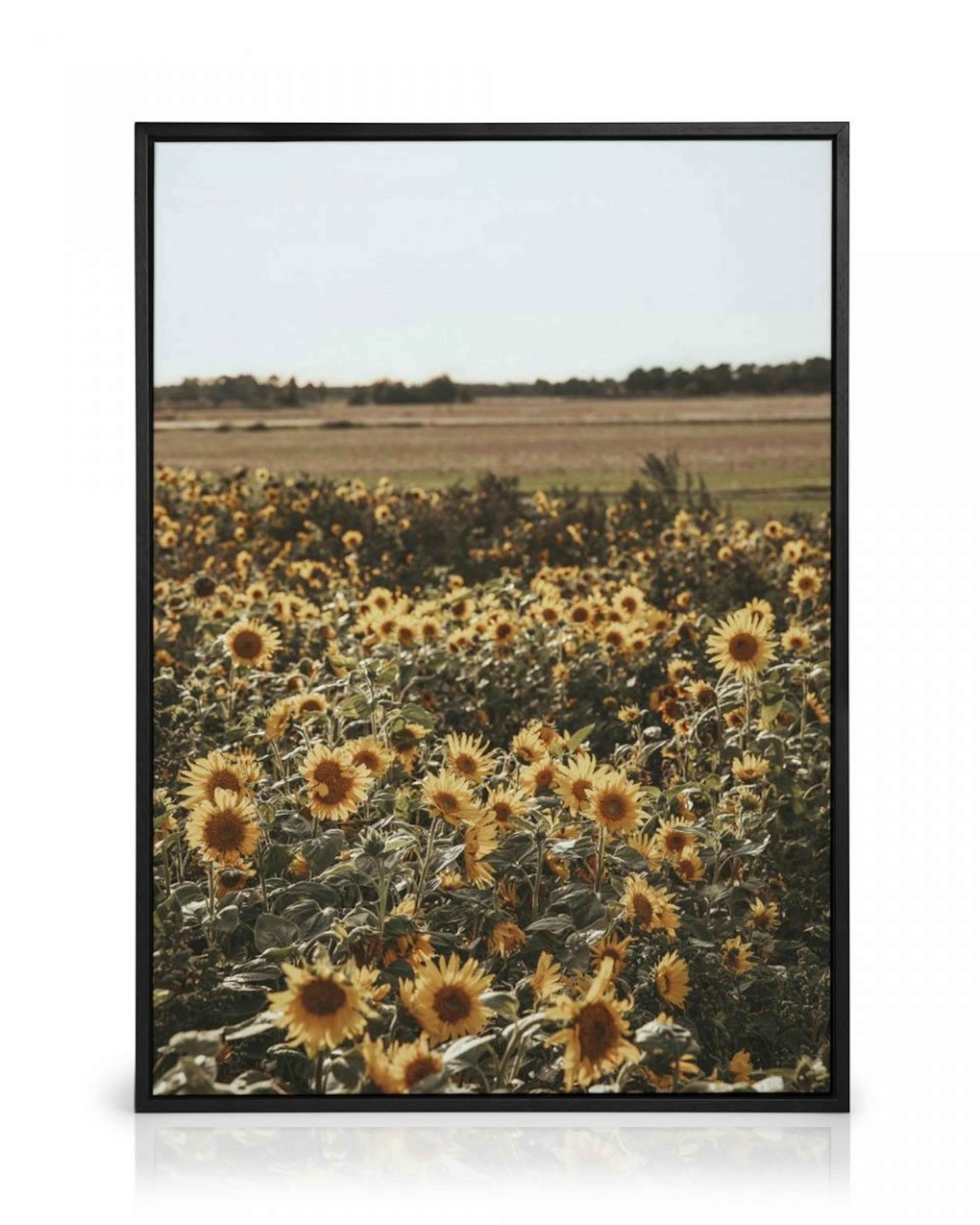Field of Sunflowers Lærred thumbnail