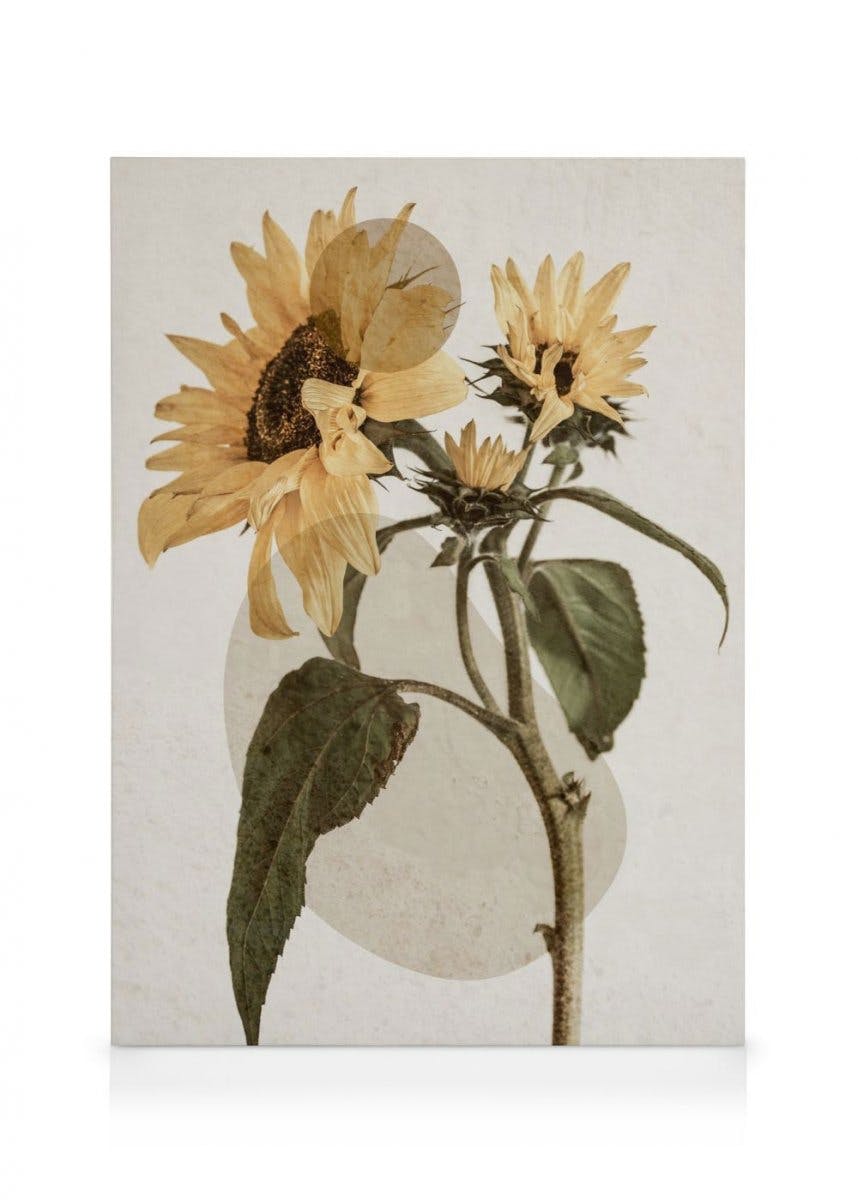 Canvas Prints - Sunflower Constellation No2 Canvas print (50x70 cm) - Poster Store