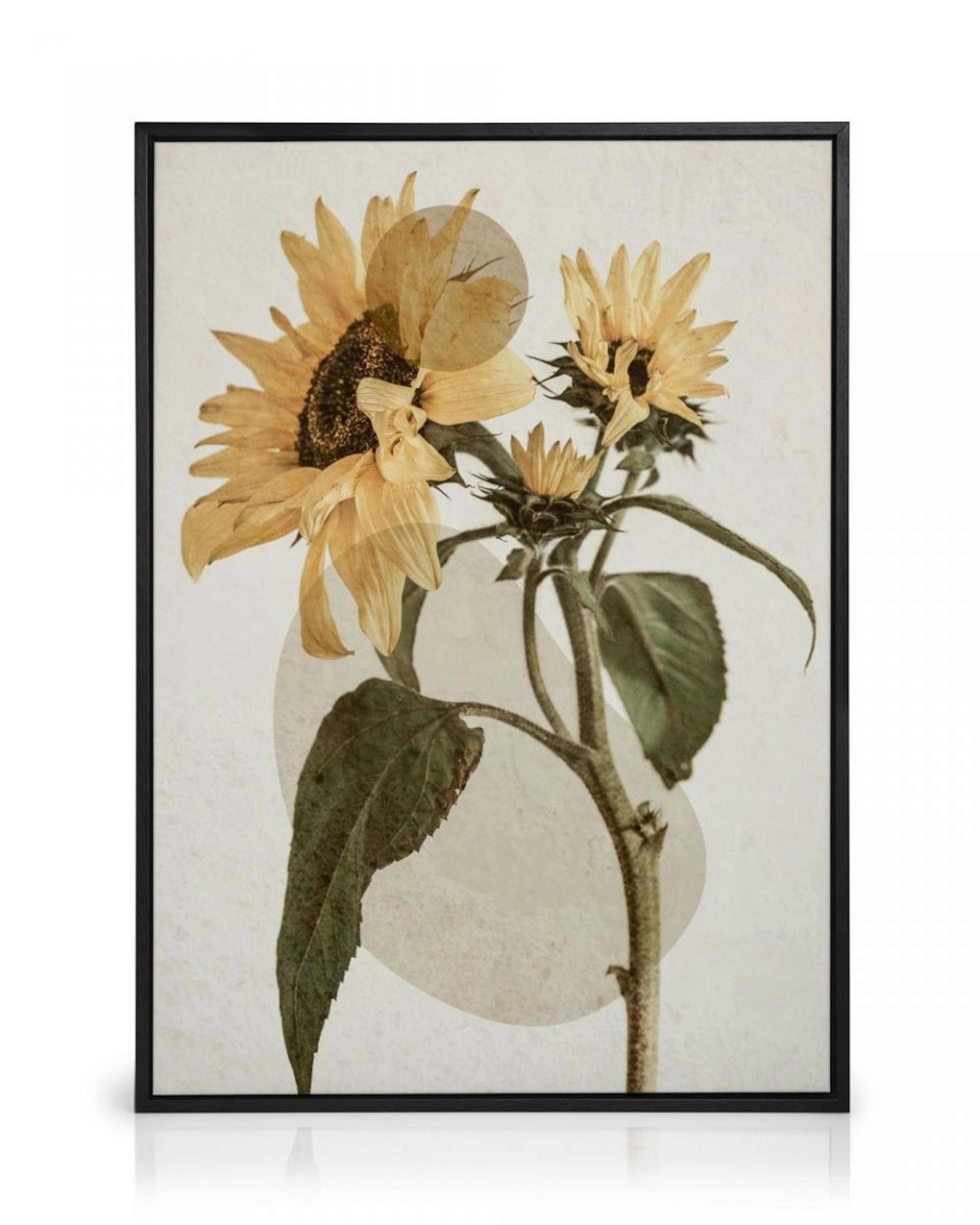 Sunflower Constellation No2 Canvastavla thumbnail