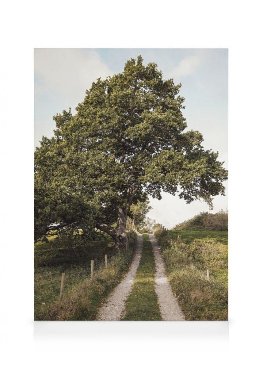 Canvas Prints - Path Through Greenery Canvas print (50x70 cm - Black Frame) - Poster Store