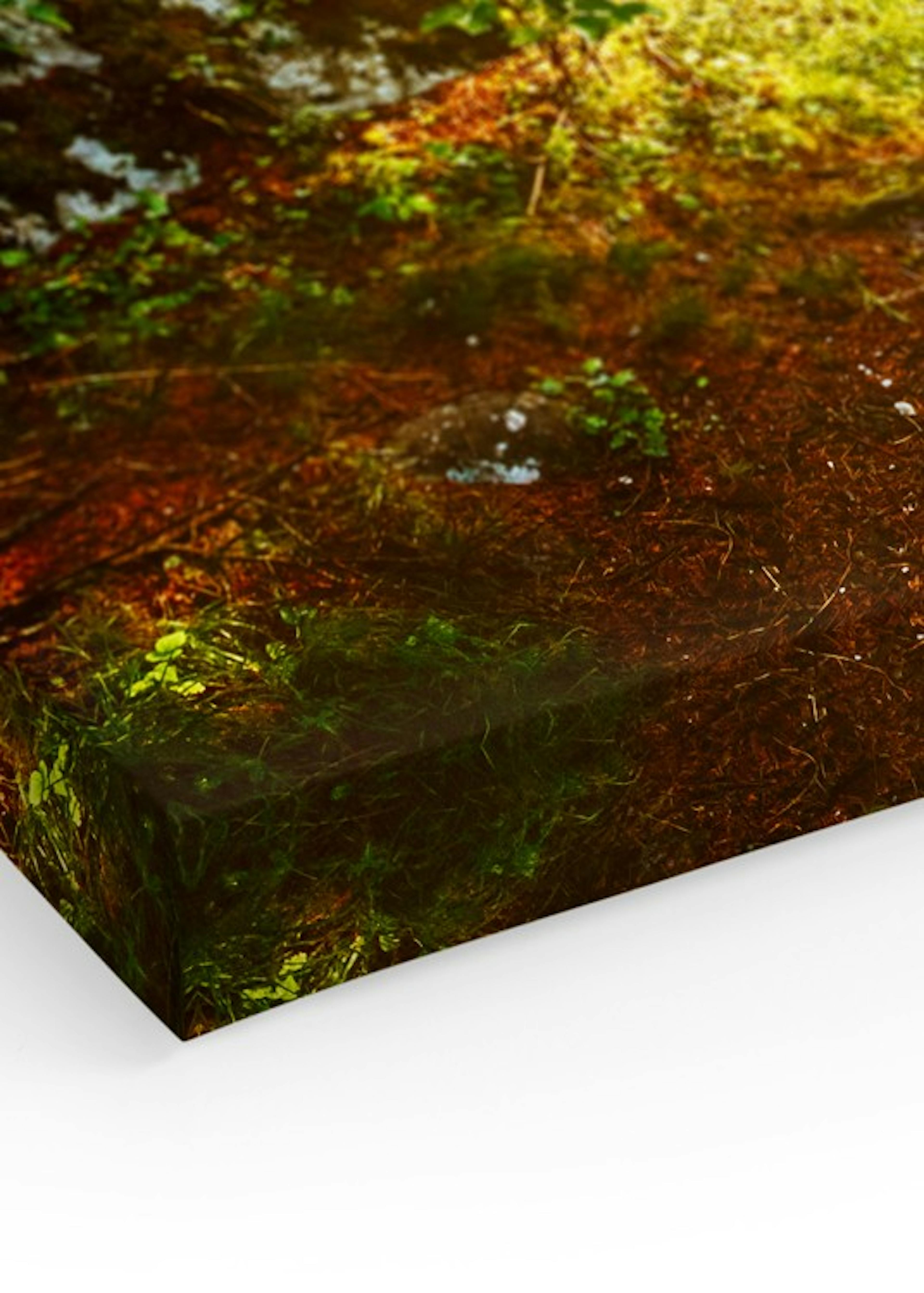 Forest Pathway Canvas print thumbnail