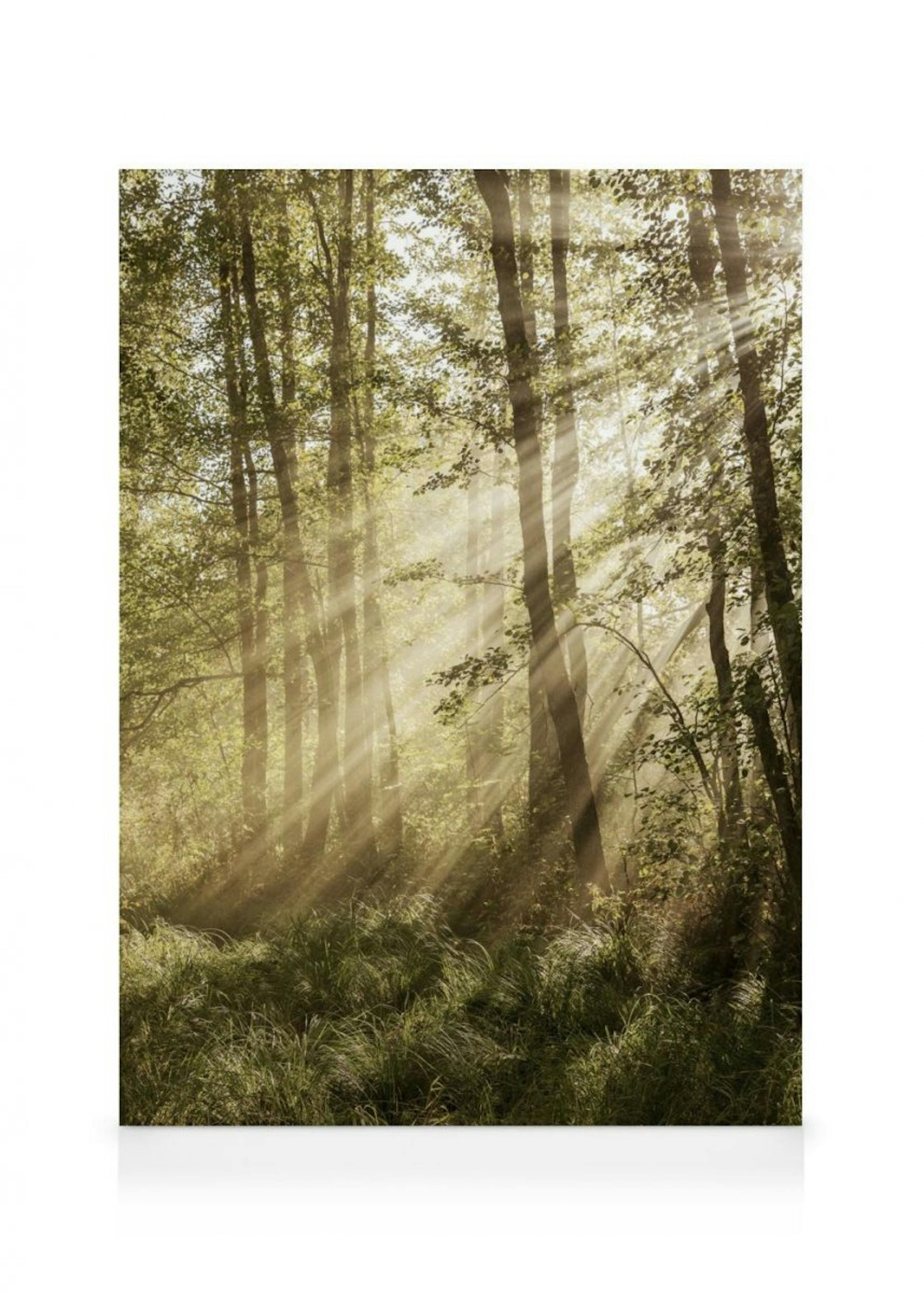 Sunlit Forest Canvas print 0