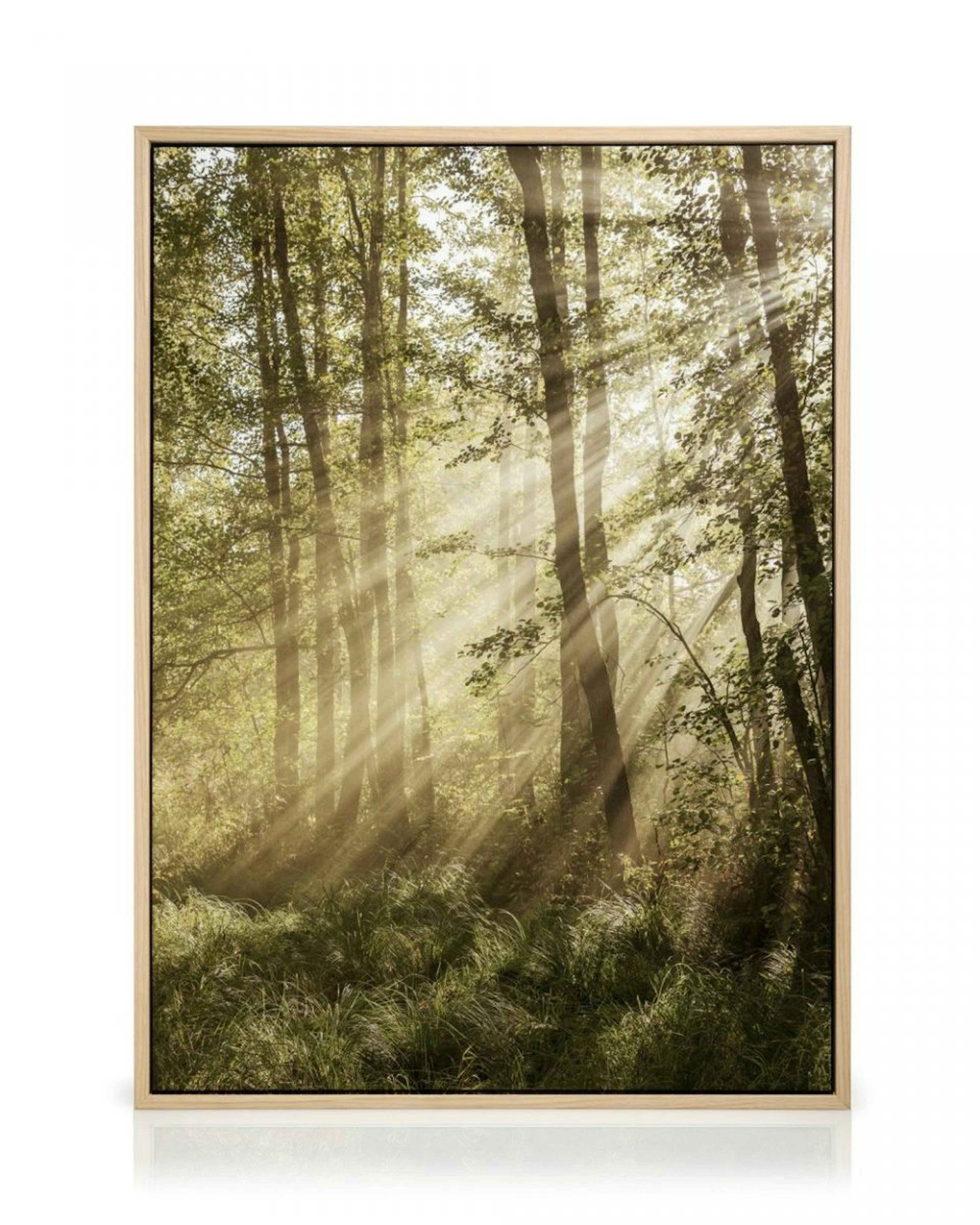 Sunlit Forest Canvas print thumbnail