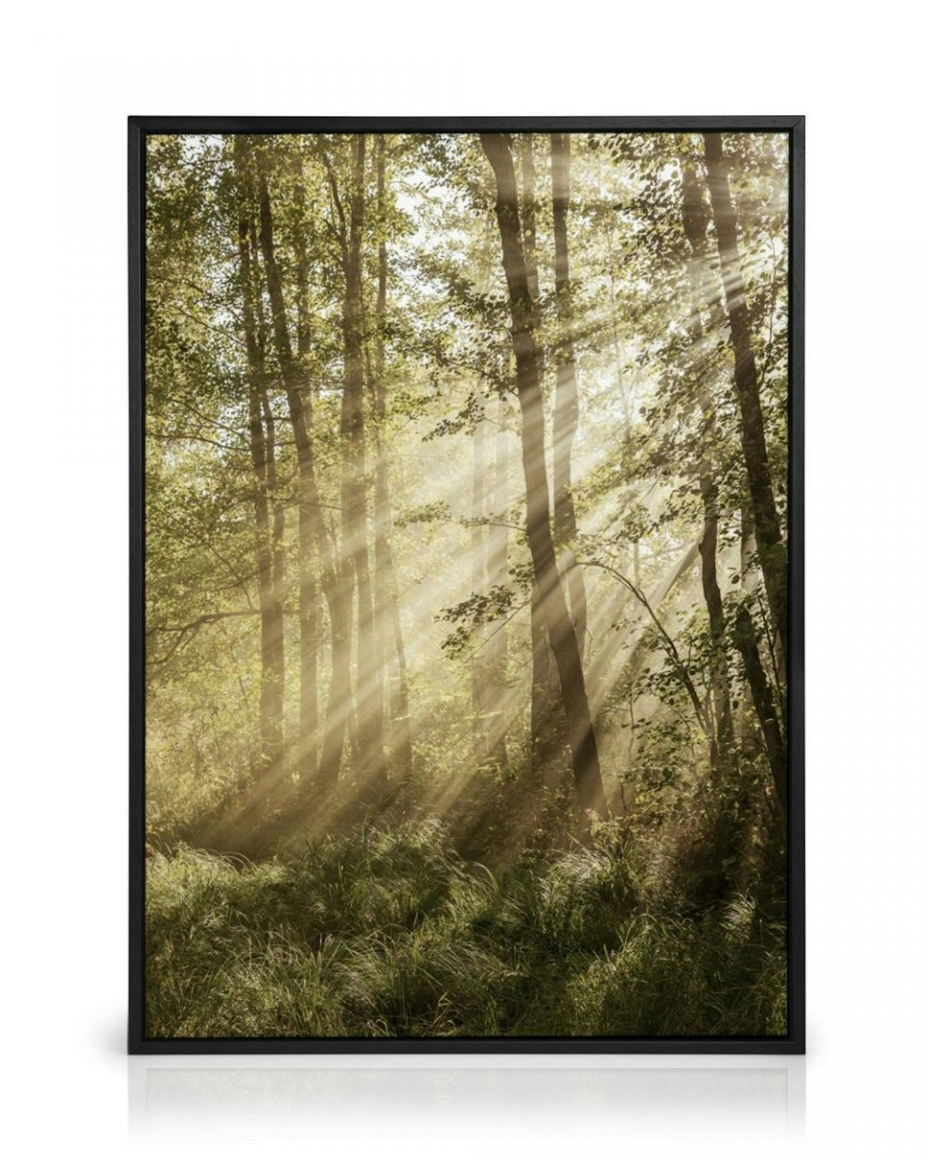 Solbelyst Skog Canvas thumbnail