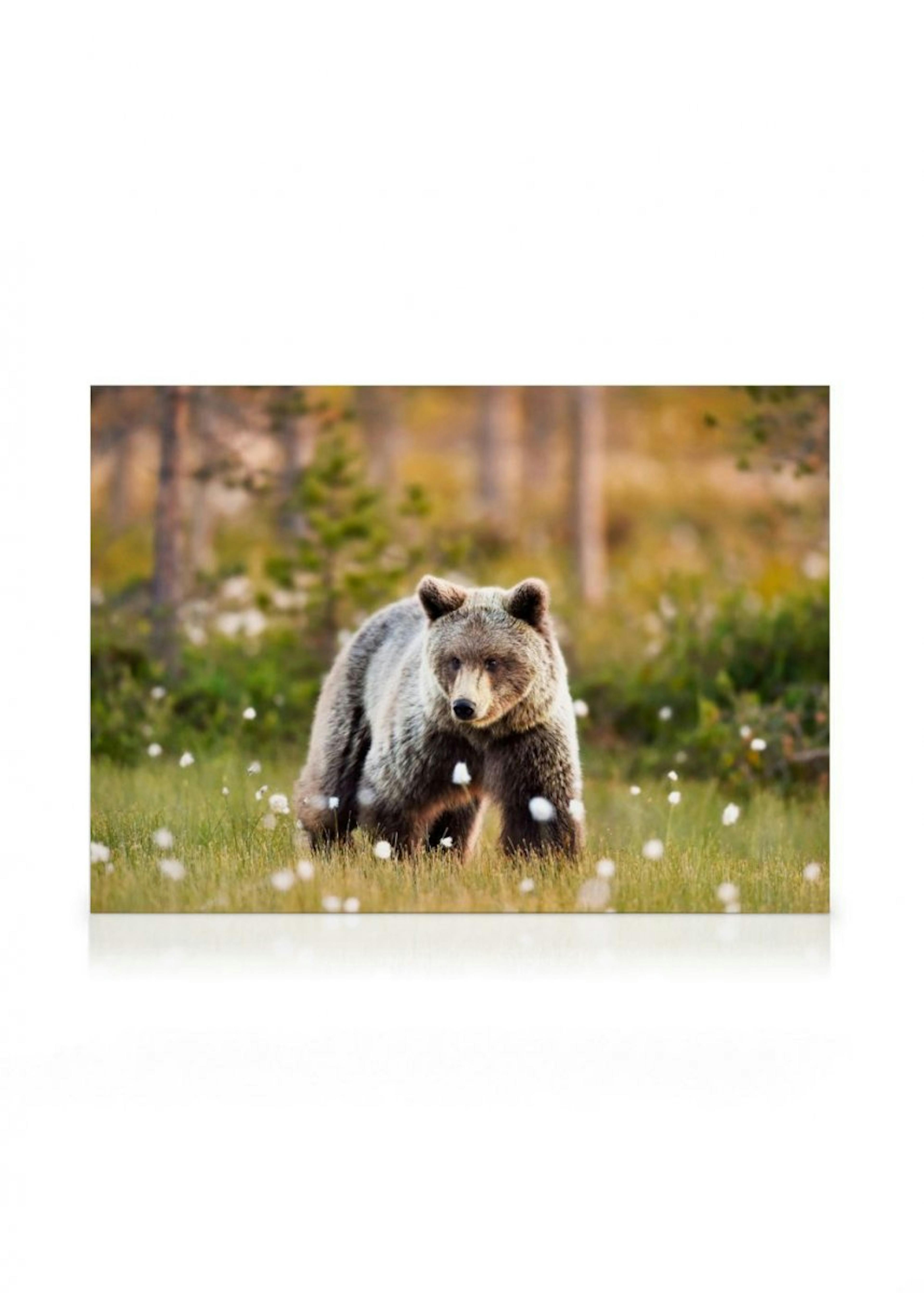 Bear in Meadow Canvas print thumbnail