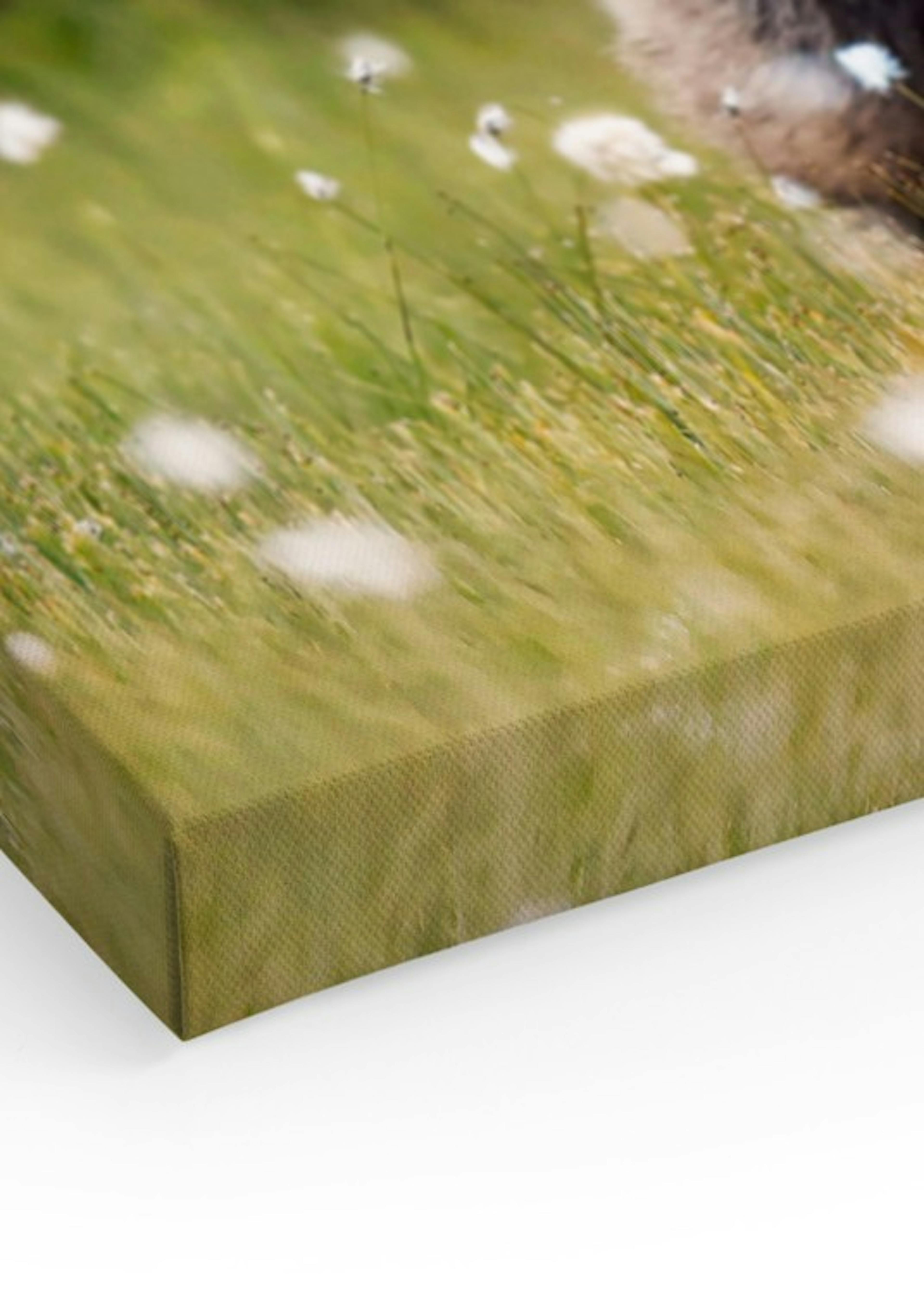 Bear in Meadow Canvas print thumbnail