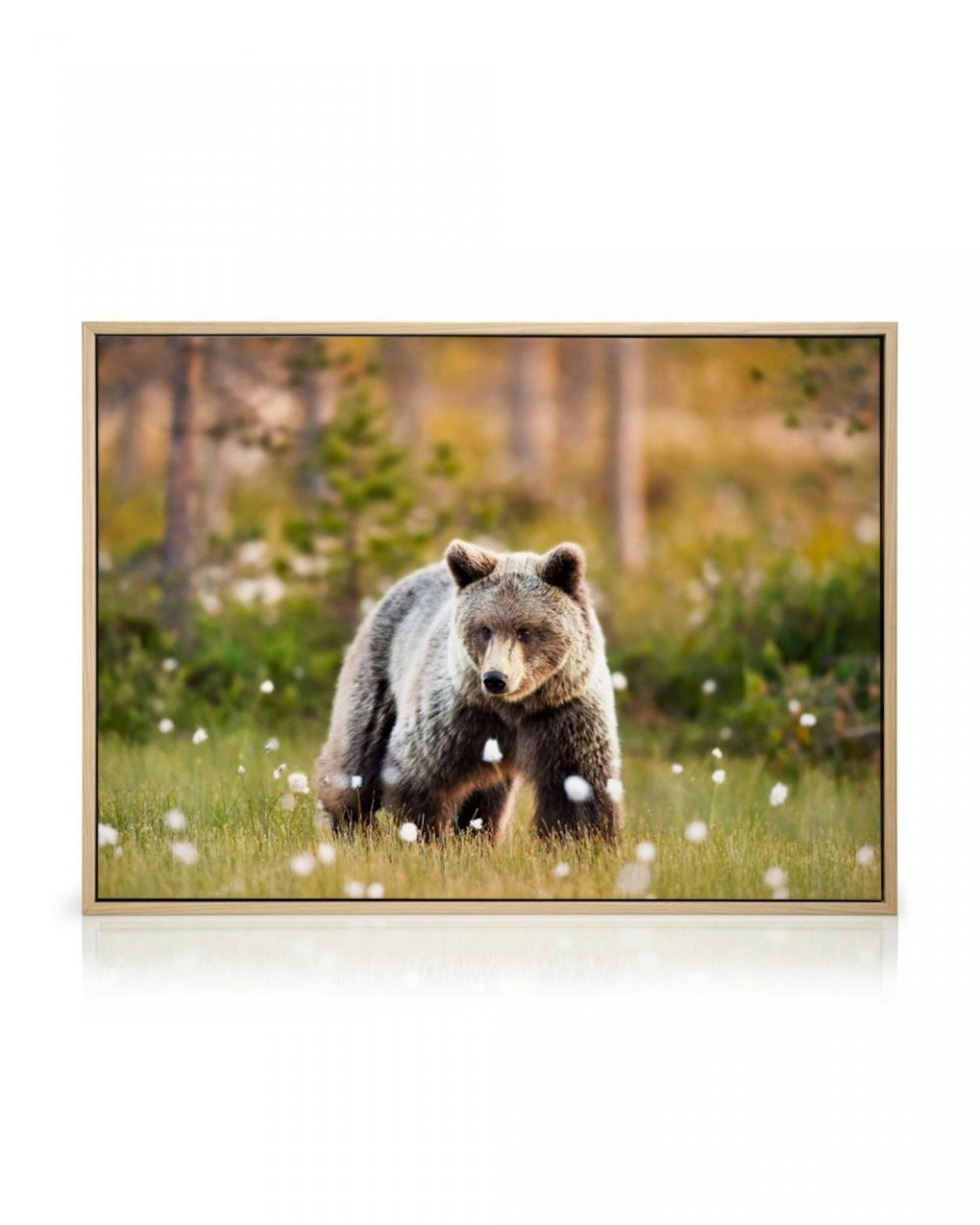 Bear in Meadow Canvas print thumbnail