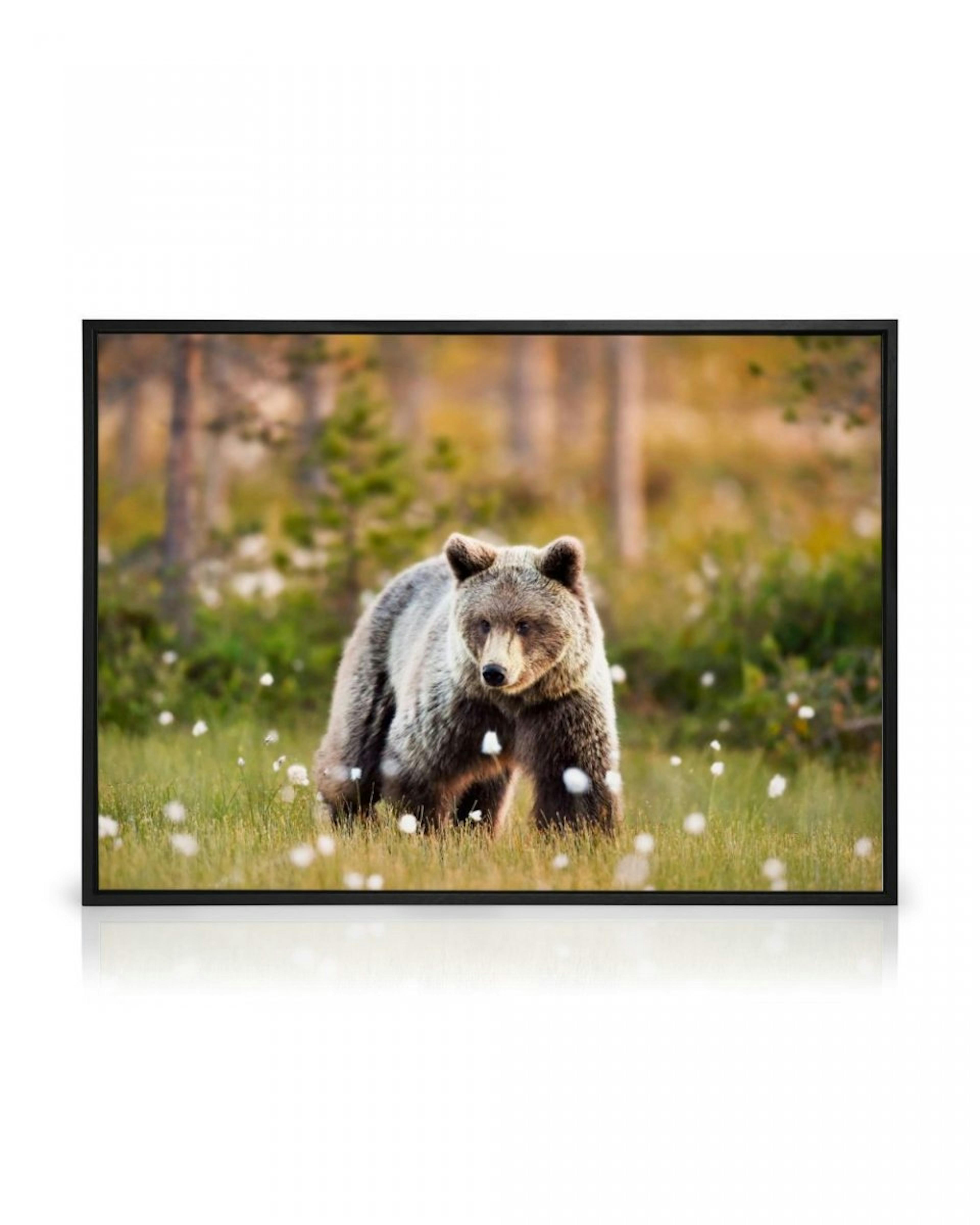 Bear in Meadow Canvas print thumbnail