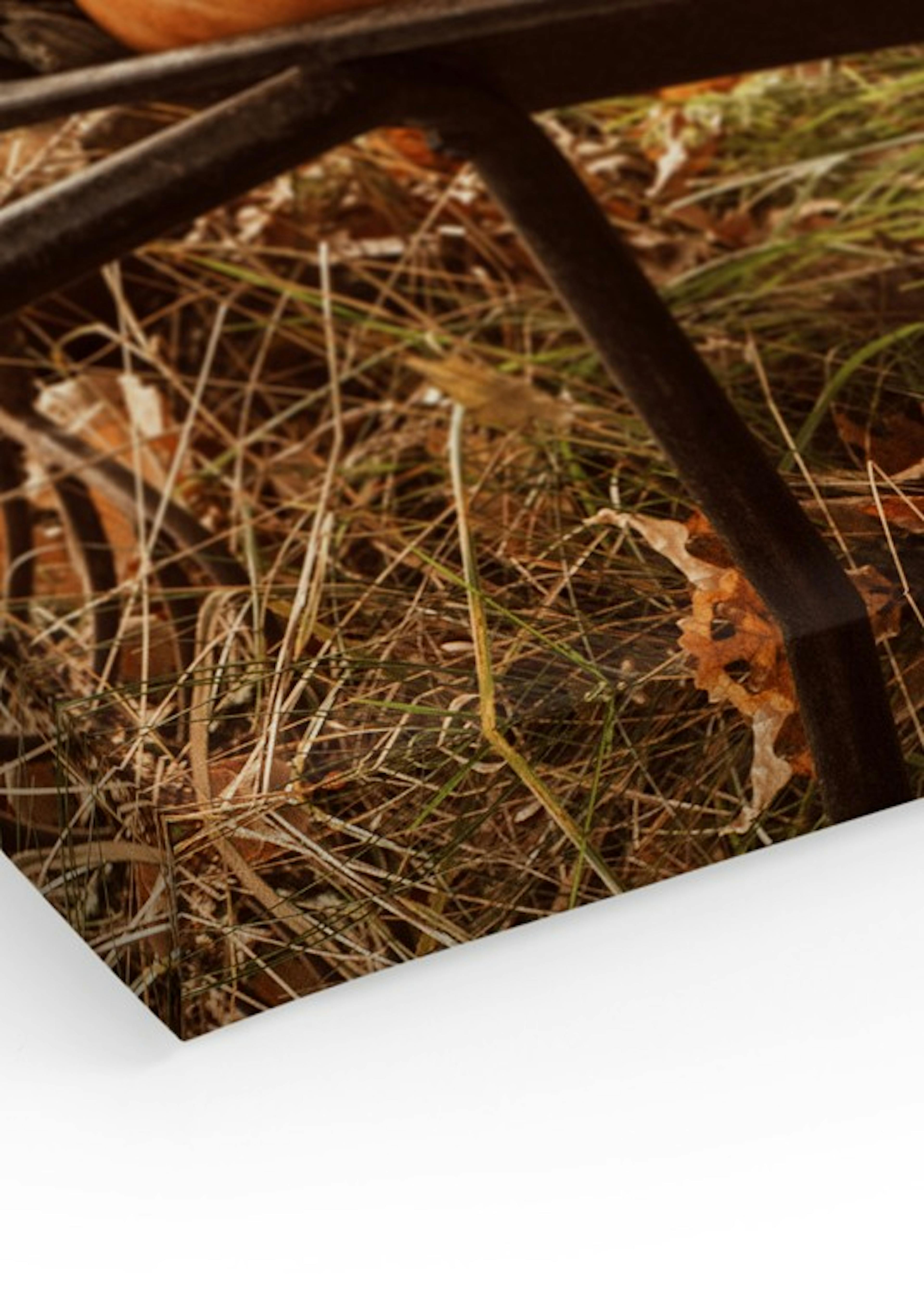 Pumpkin Wheelbarrow Canvas print thumbnail