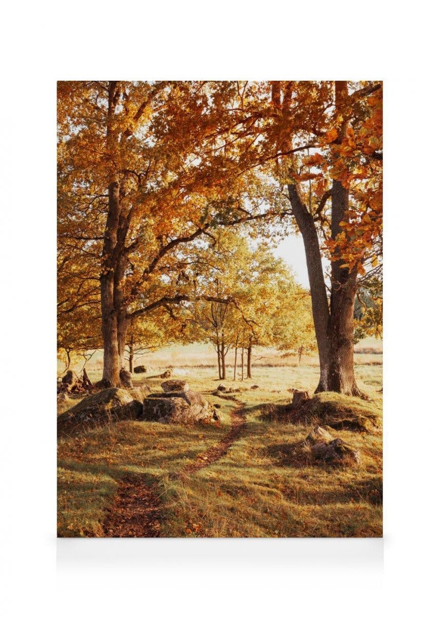 Ciepły Gaj - obraz na płótnie (50x70 cm) - Poster Store